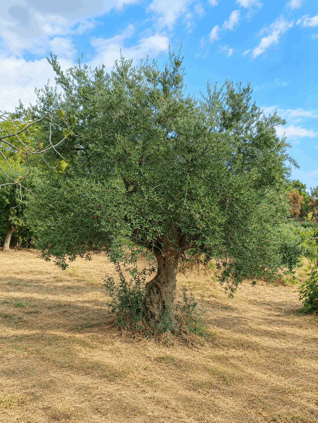 vita-olio Kalabrien
