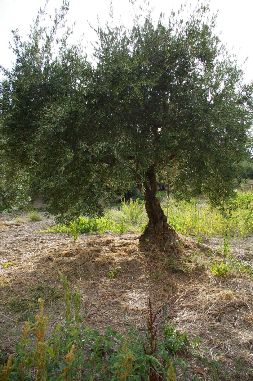 vita-olio Kalabrien
