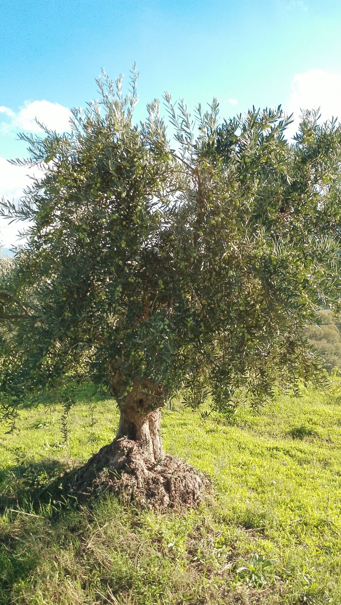 vita-olio Kalabrien