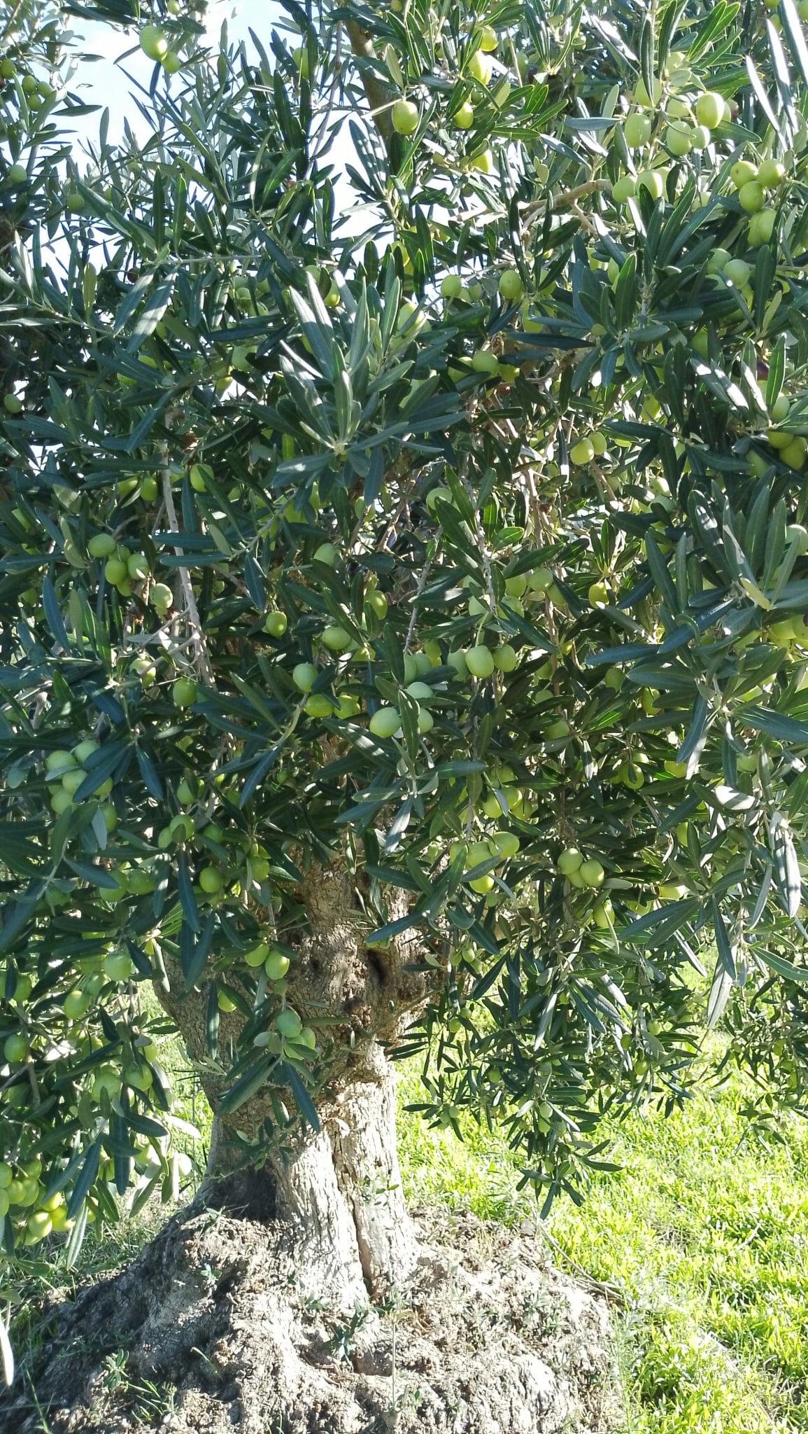 vita-olio Kalabrien