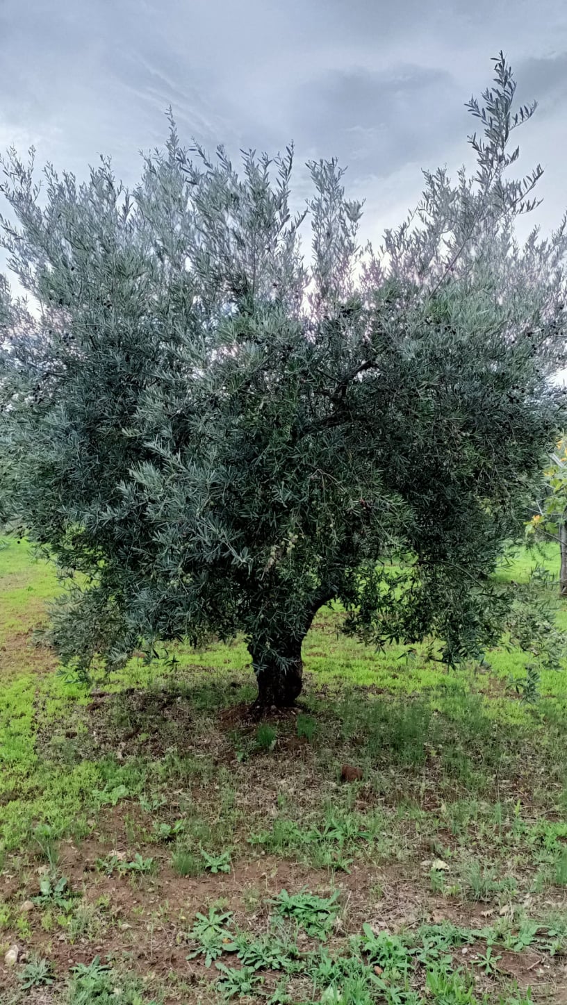vita-olio Kalabrien
