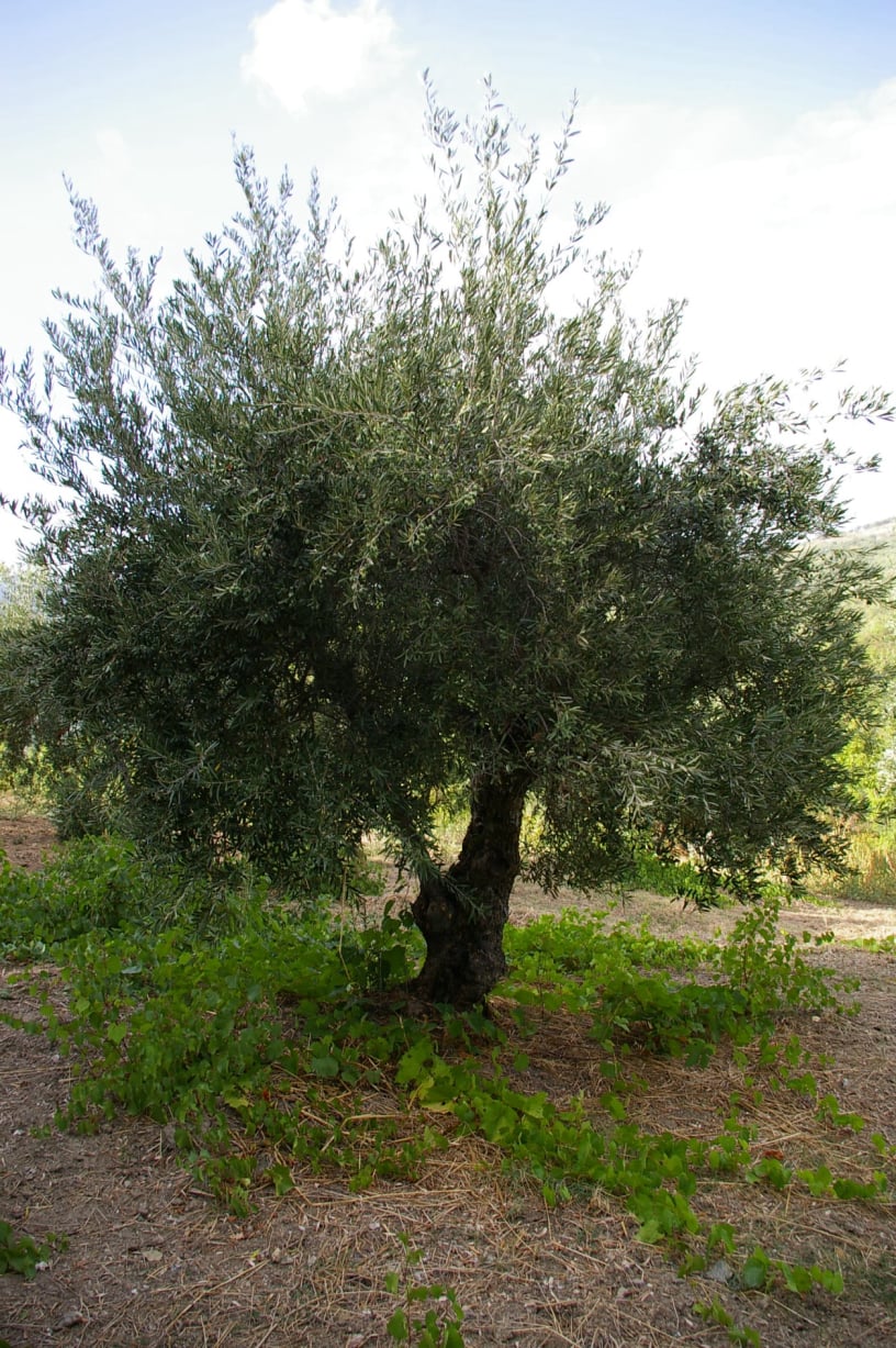 vita-olio Kalabrien