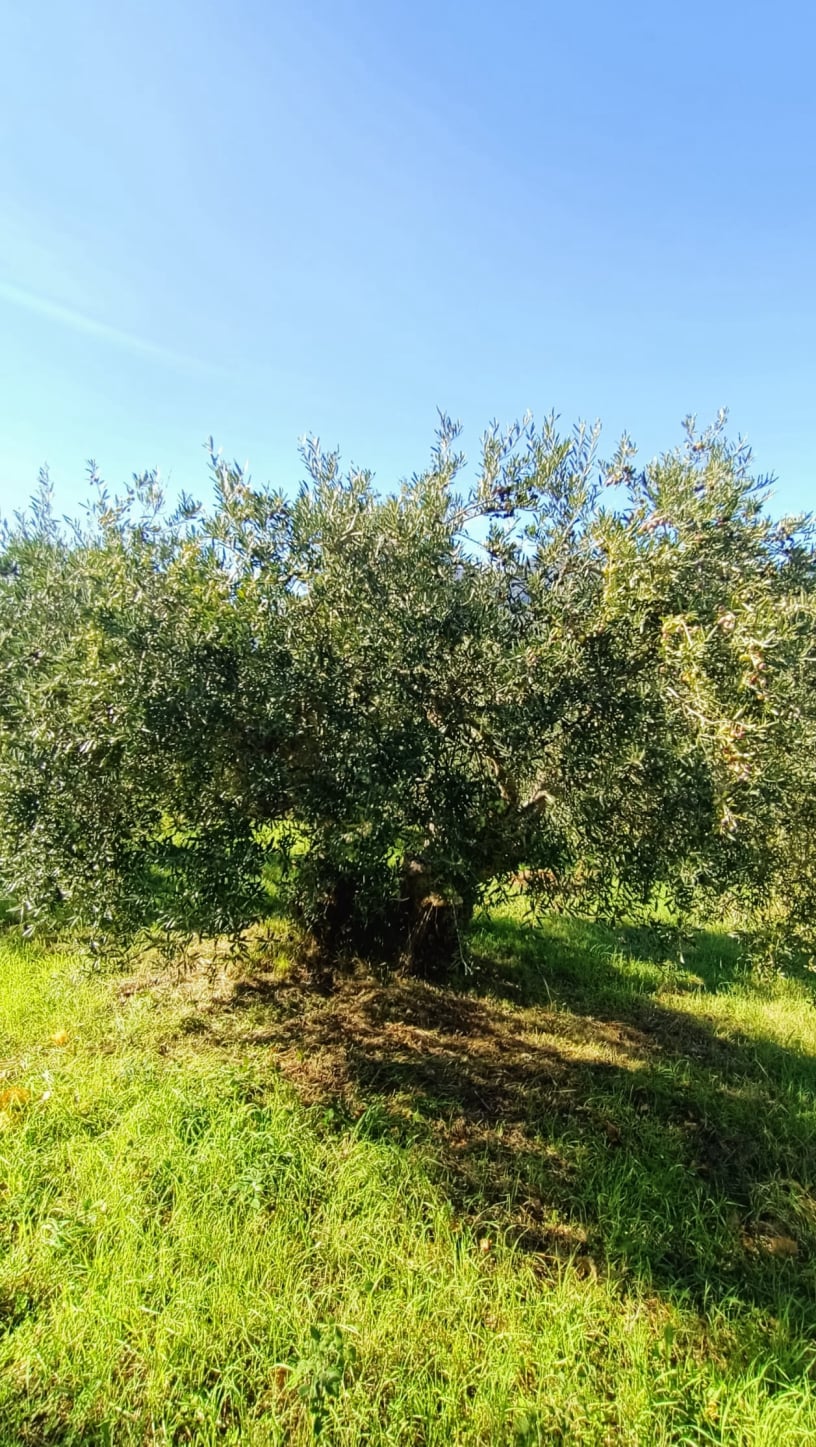vita-olio Kalabrien