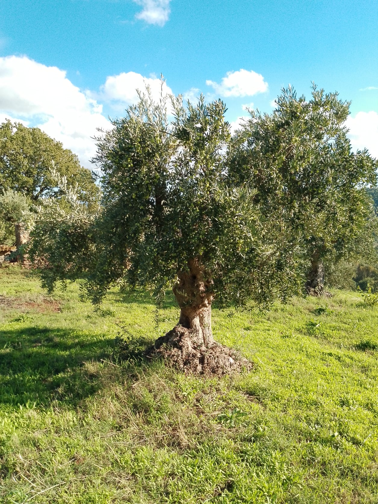 vita-olio Kalabrien