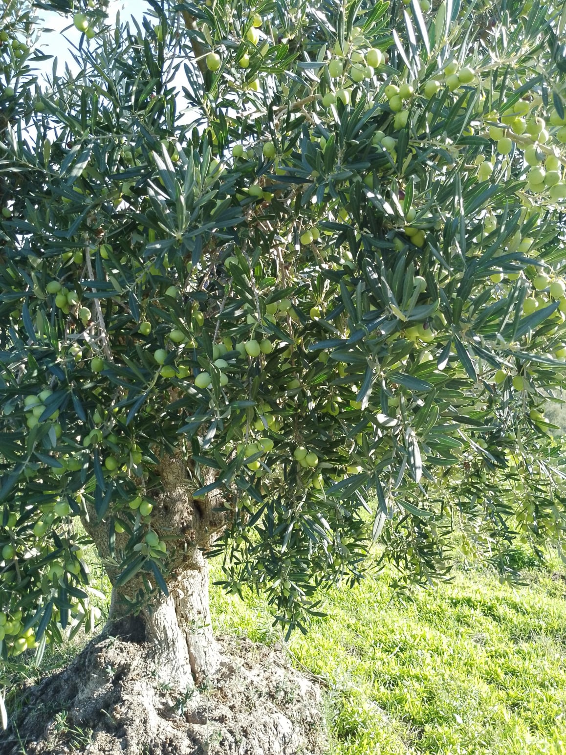 vita-olio Kalabrien
