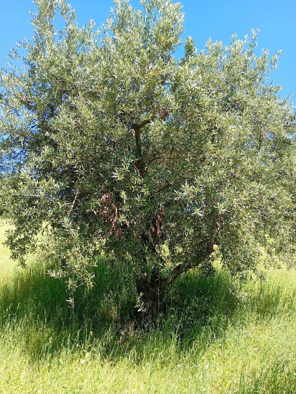 vita-olio Kalabrien