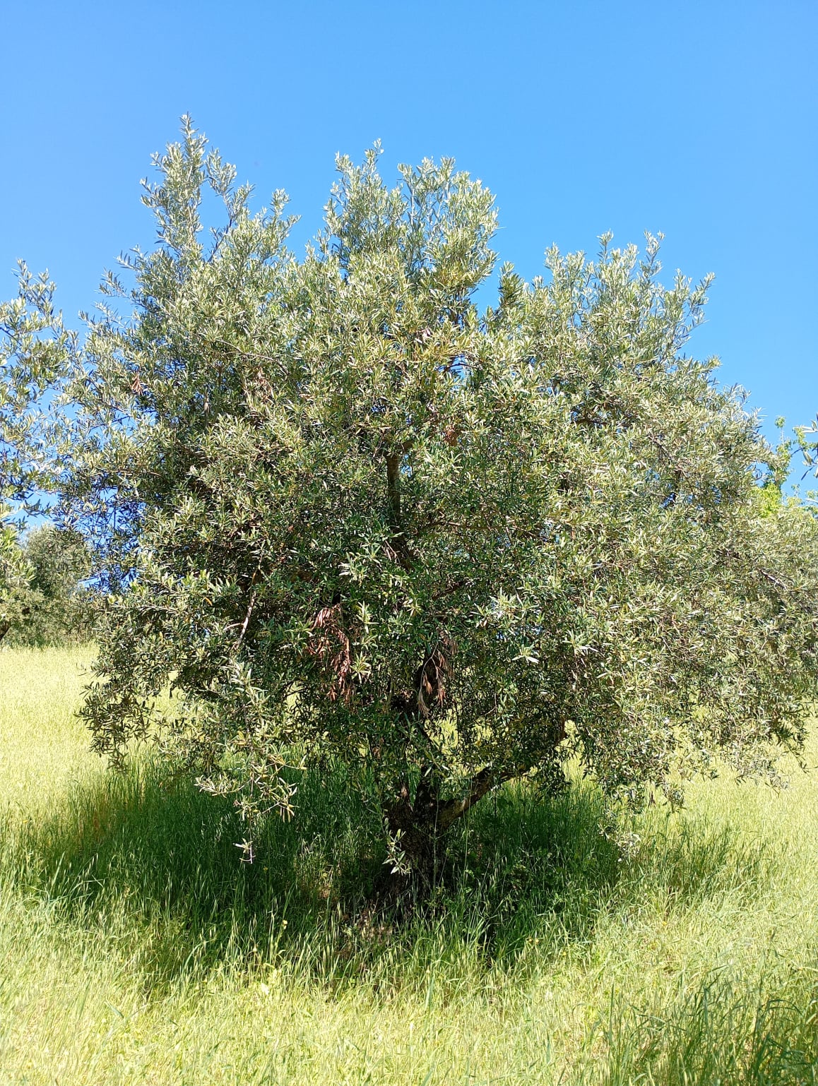 vita-olio Kalabrien