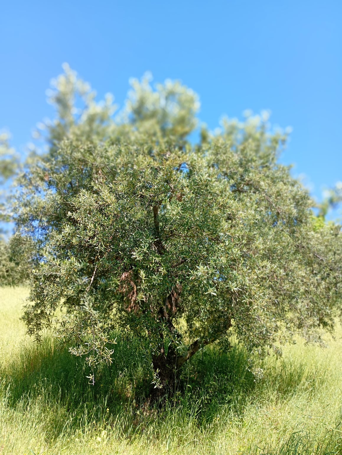vita-olio Kalabrien