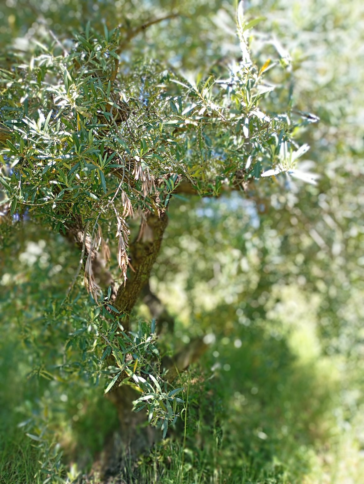 vita-olio Kalabrien