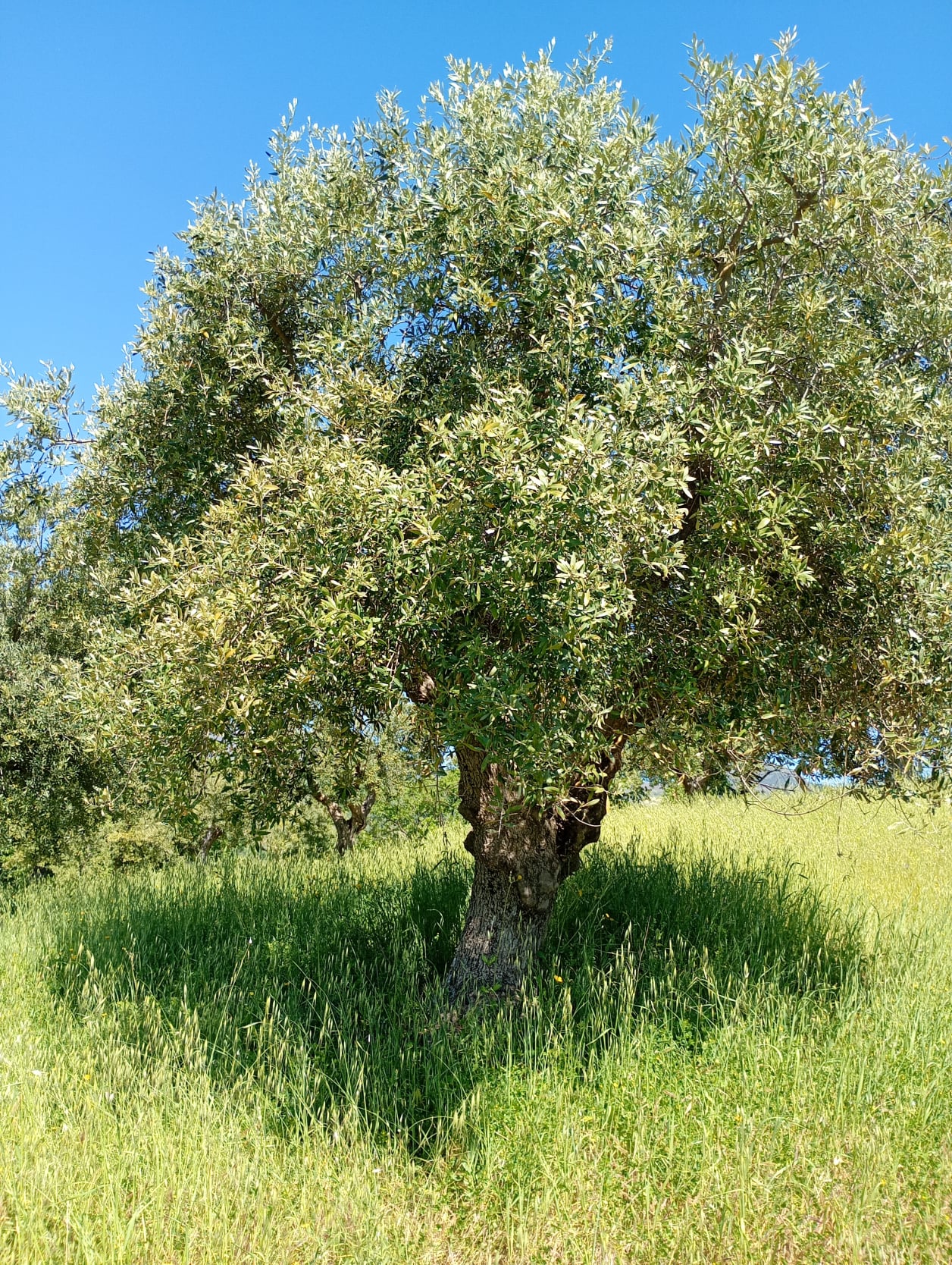 vita-olio Kalabrien