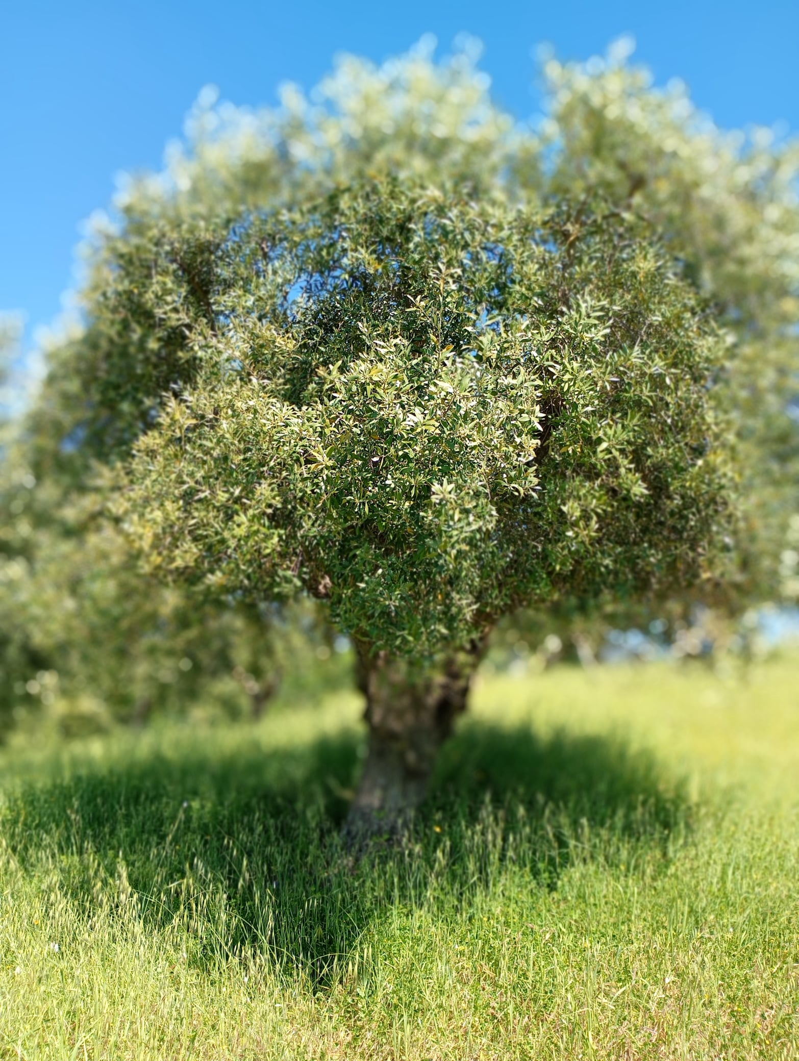 vita-olio Kalabrien
