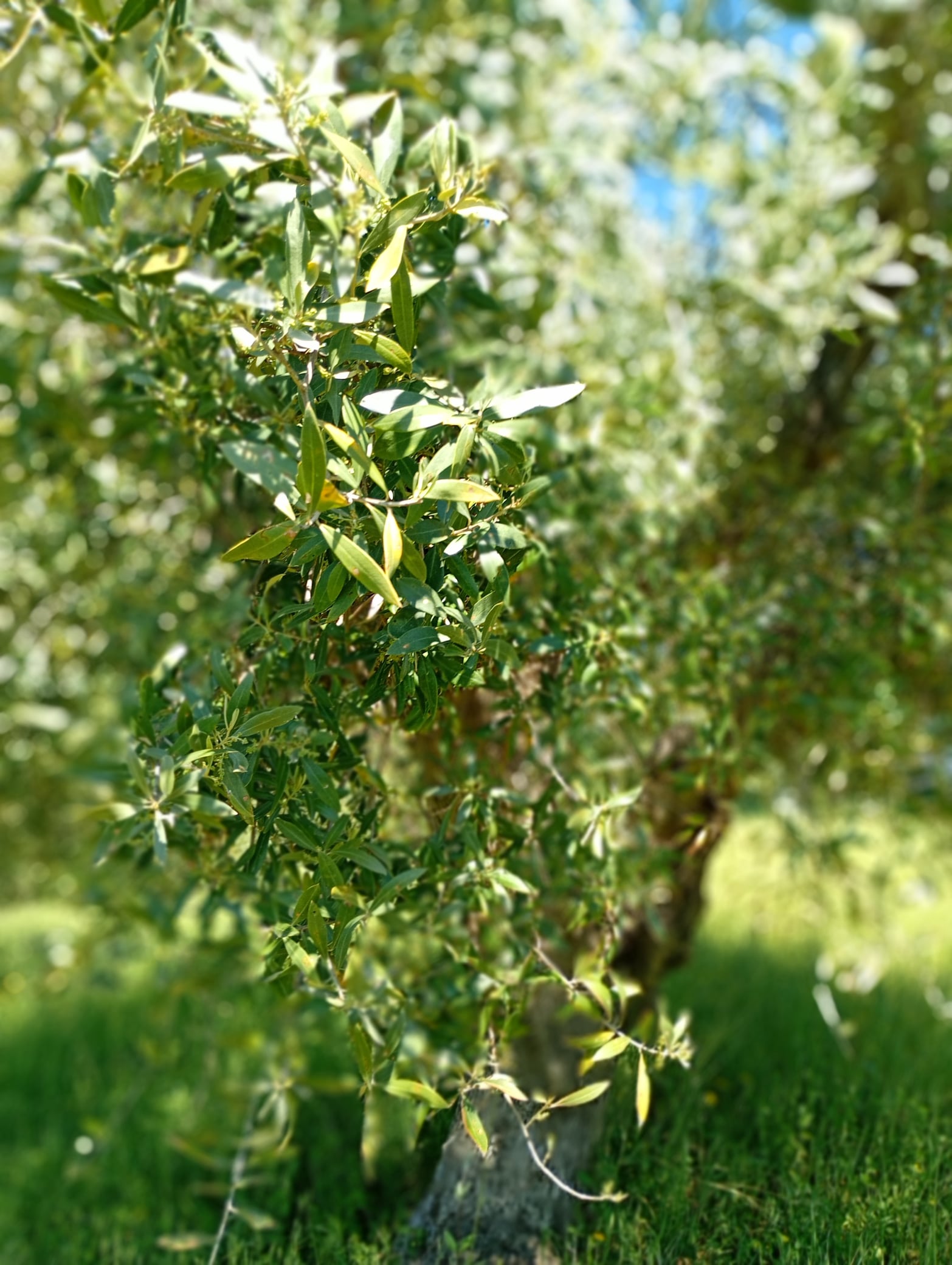vita-olio Kalabrien