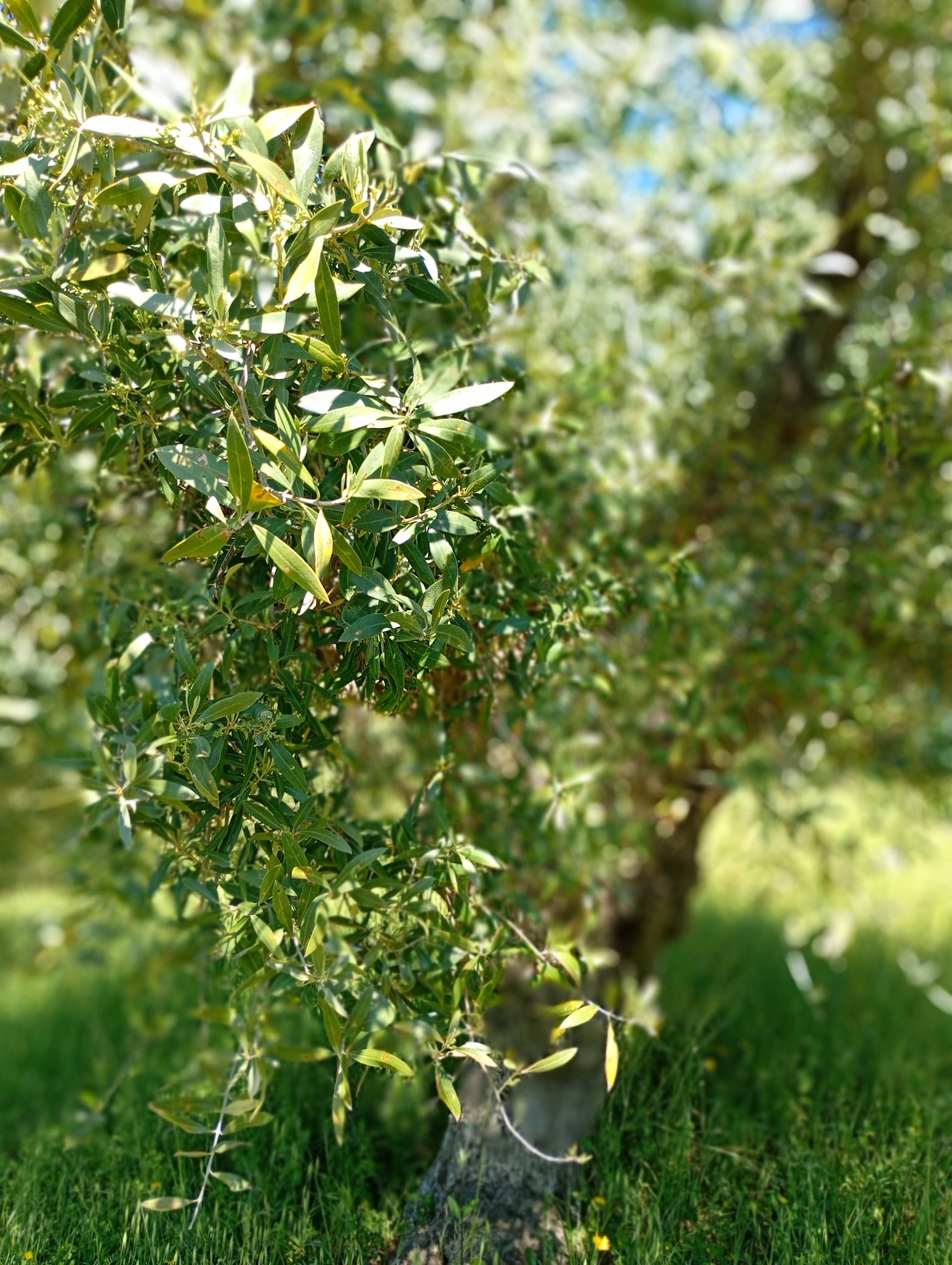 vita-olio Kalabrien