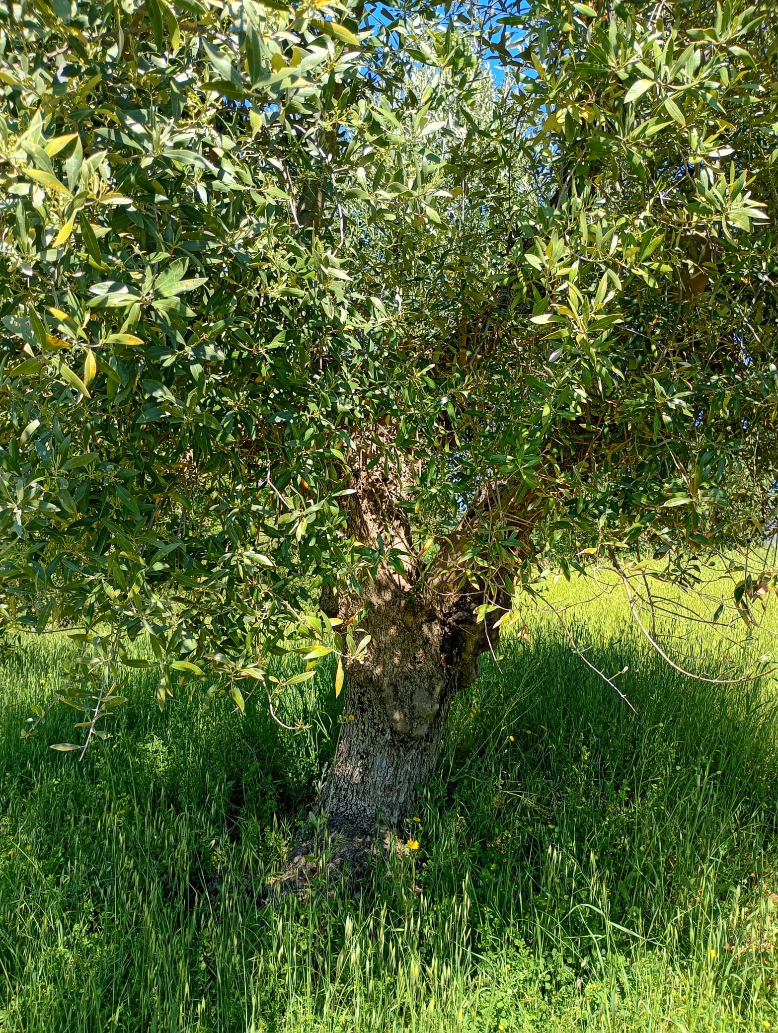 vita-olio Kalabrien