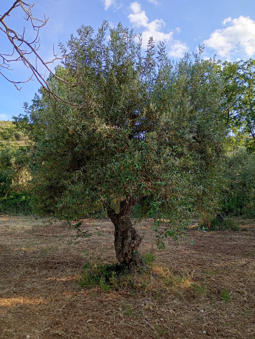 vita-olio Kalabrien