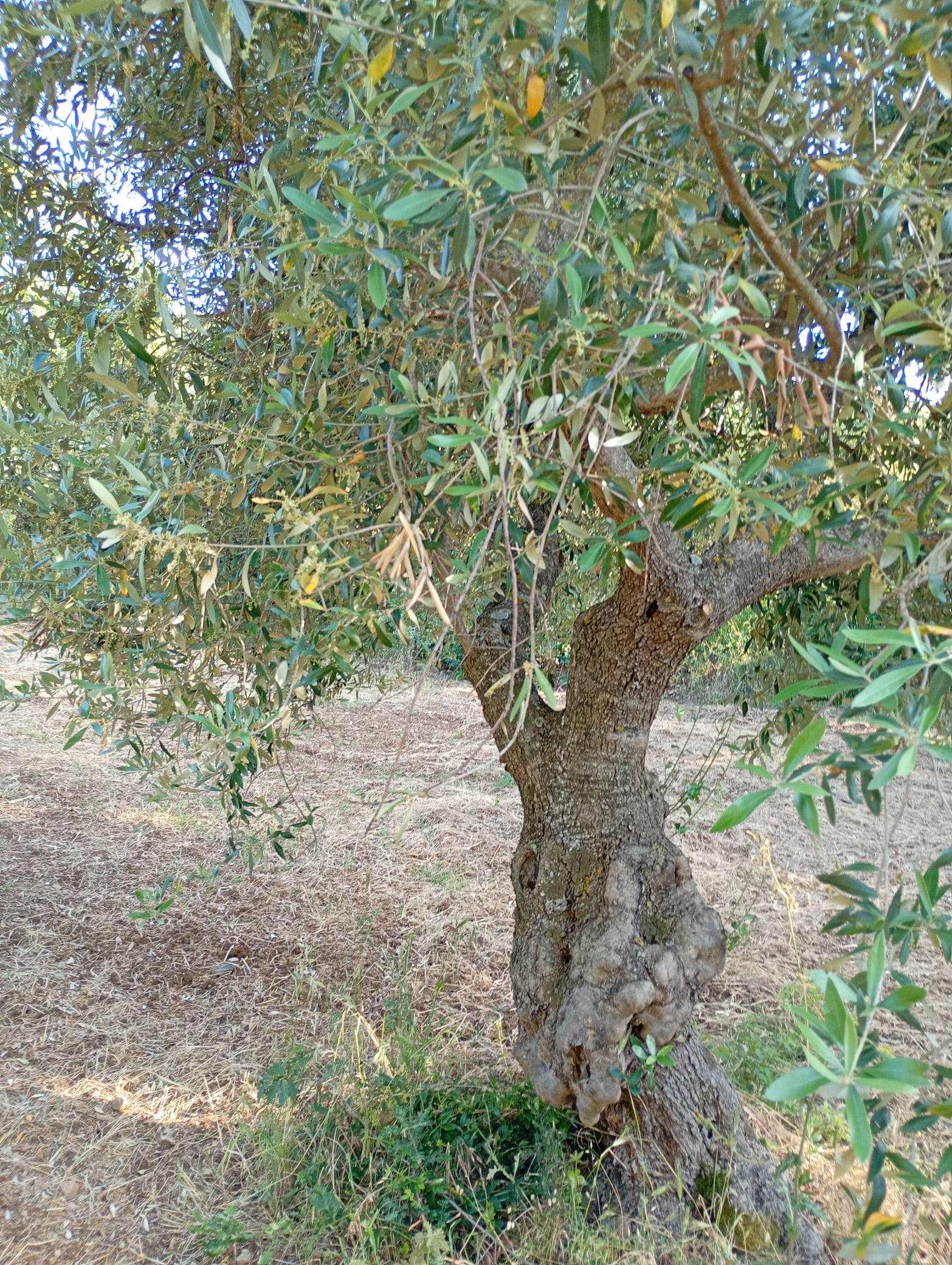 vita-olio Kalabrien