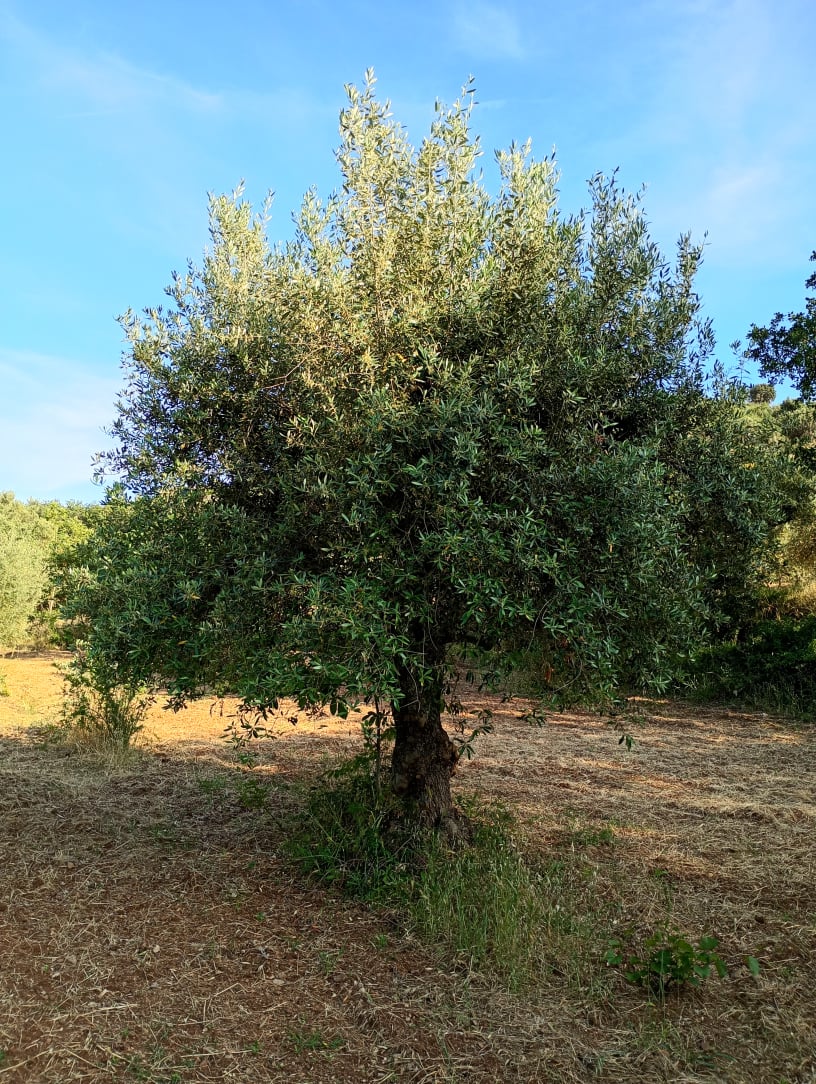 vita-olio Kalabrien