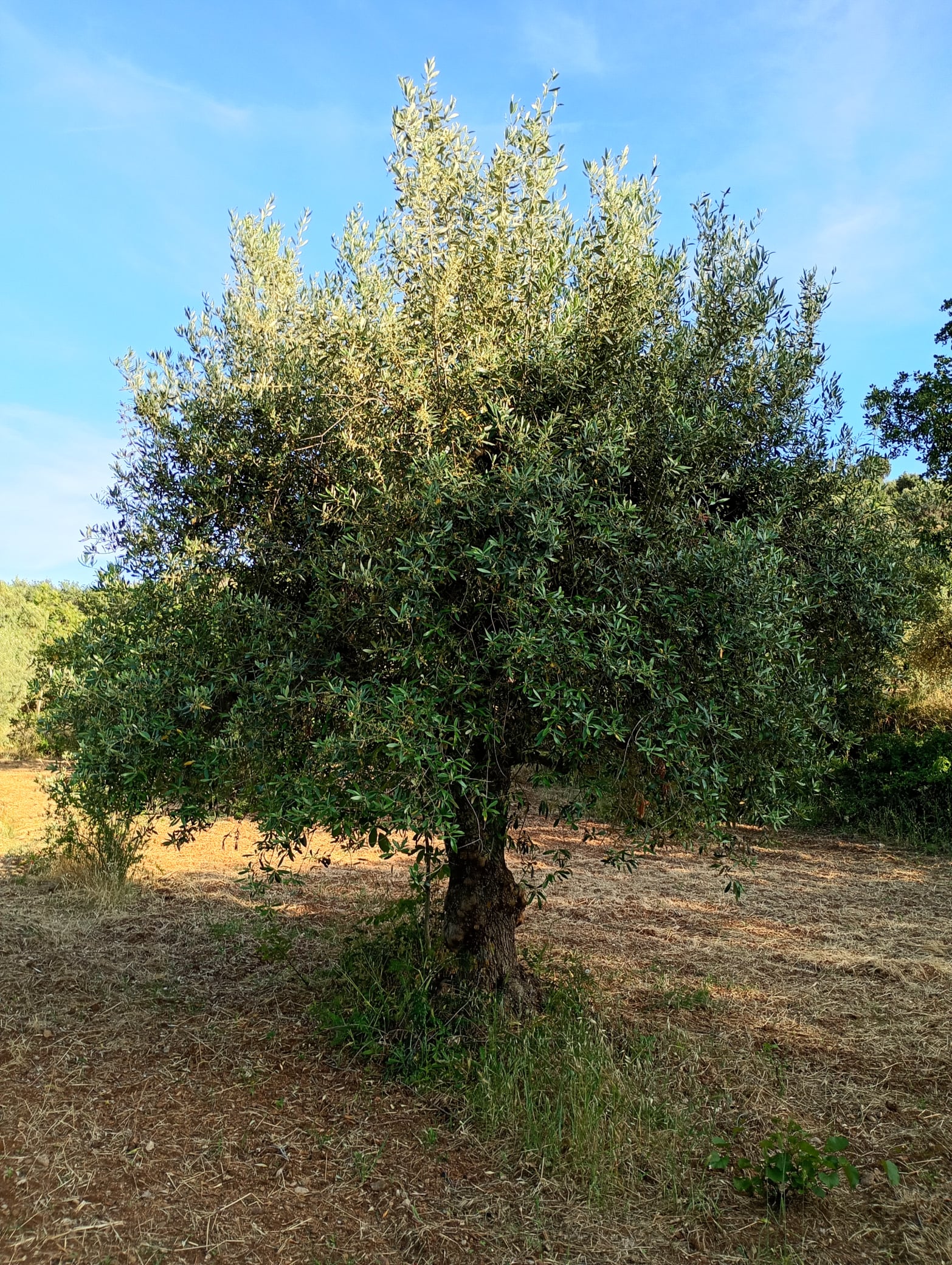 vita-olio Kalabrien