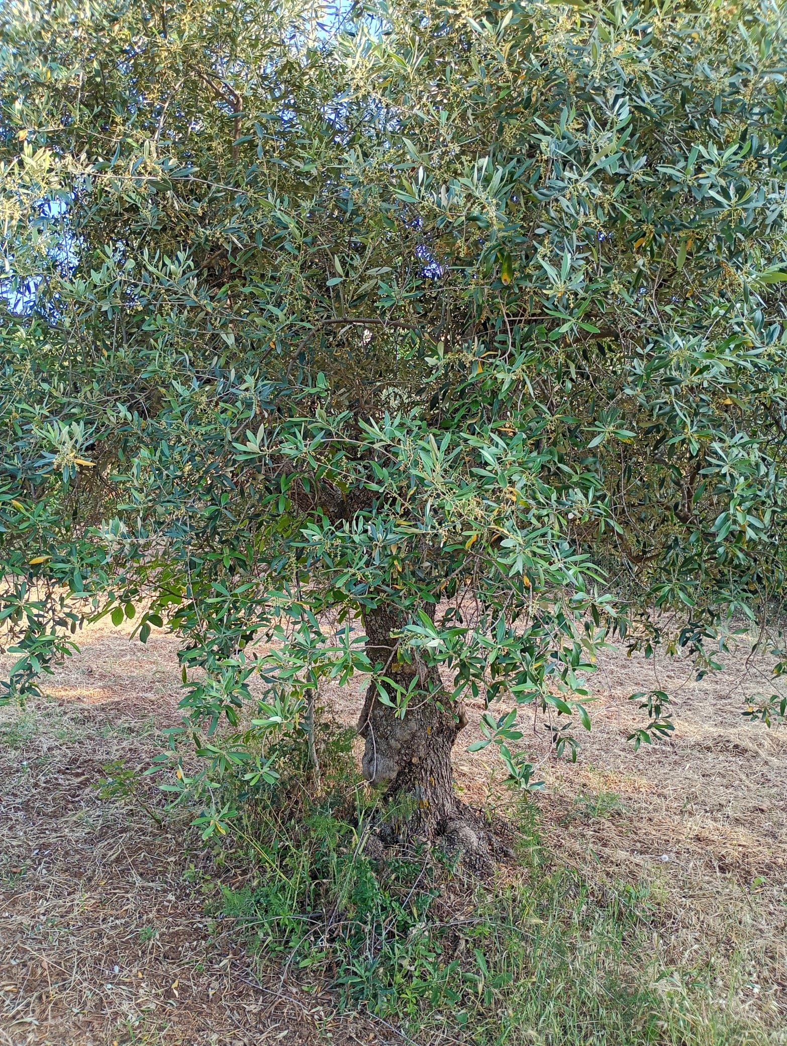 vita-olio Kalabrien