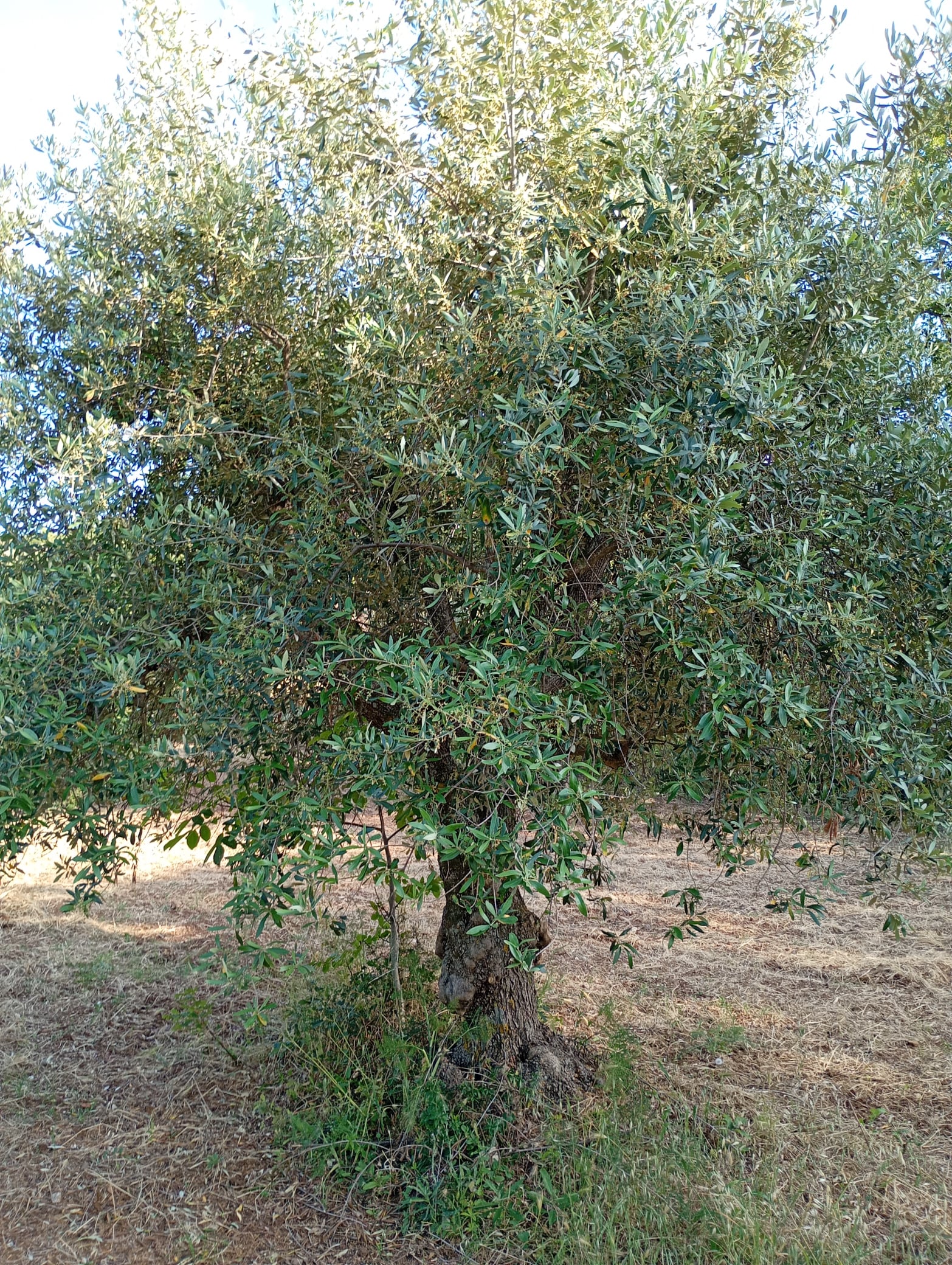 vita-olio Kalabrien