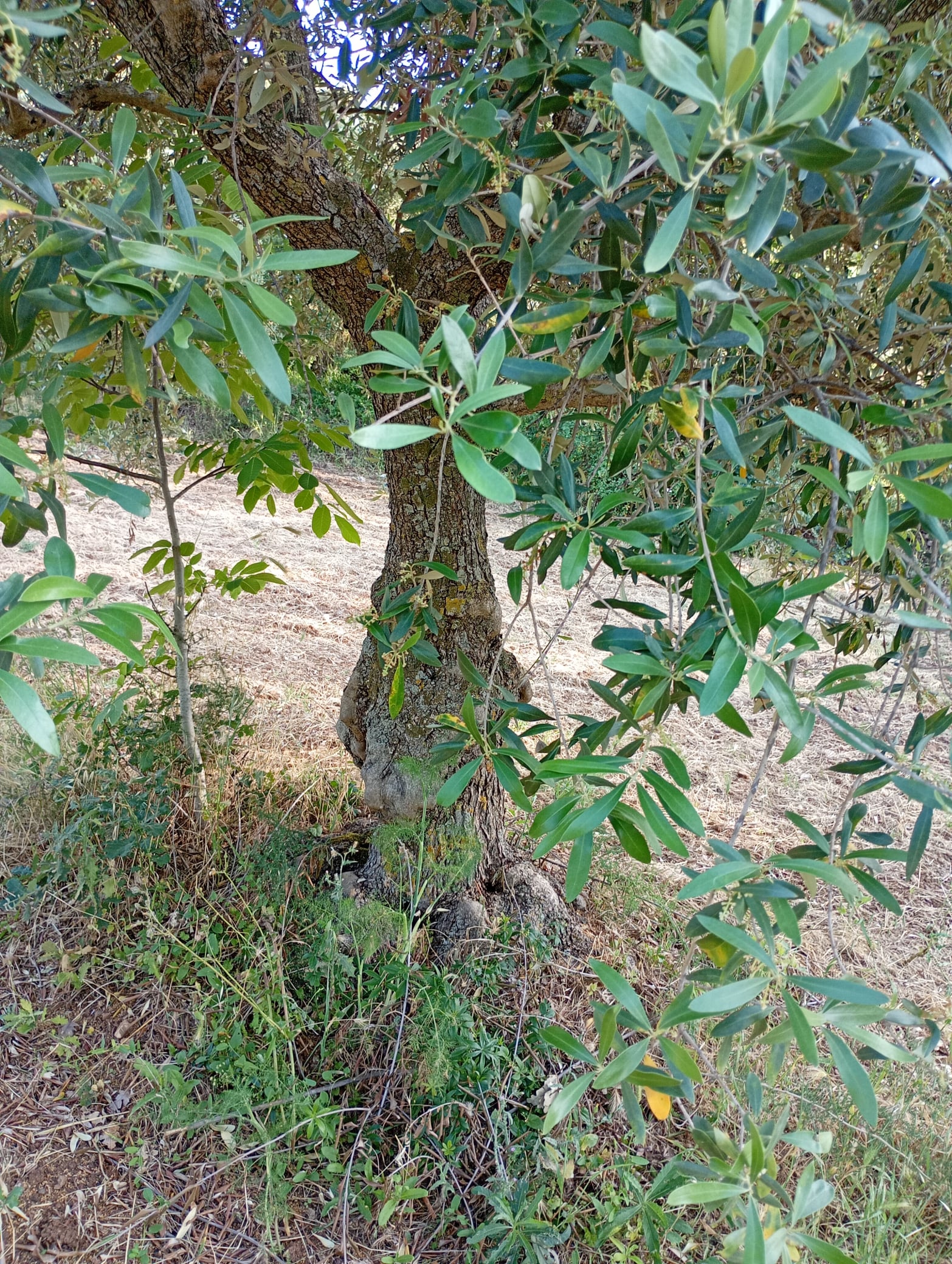 vita-olio Kalabrien