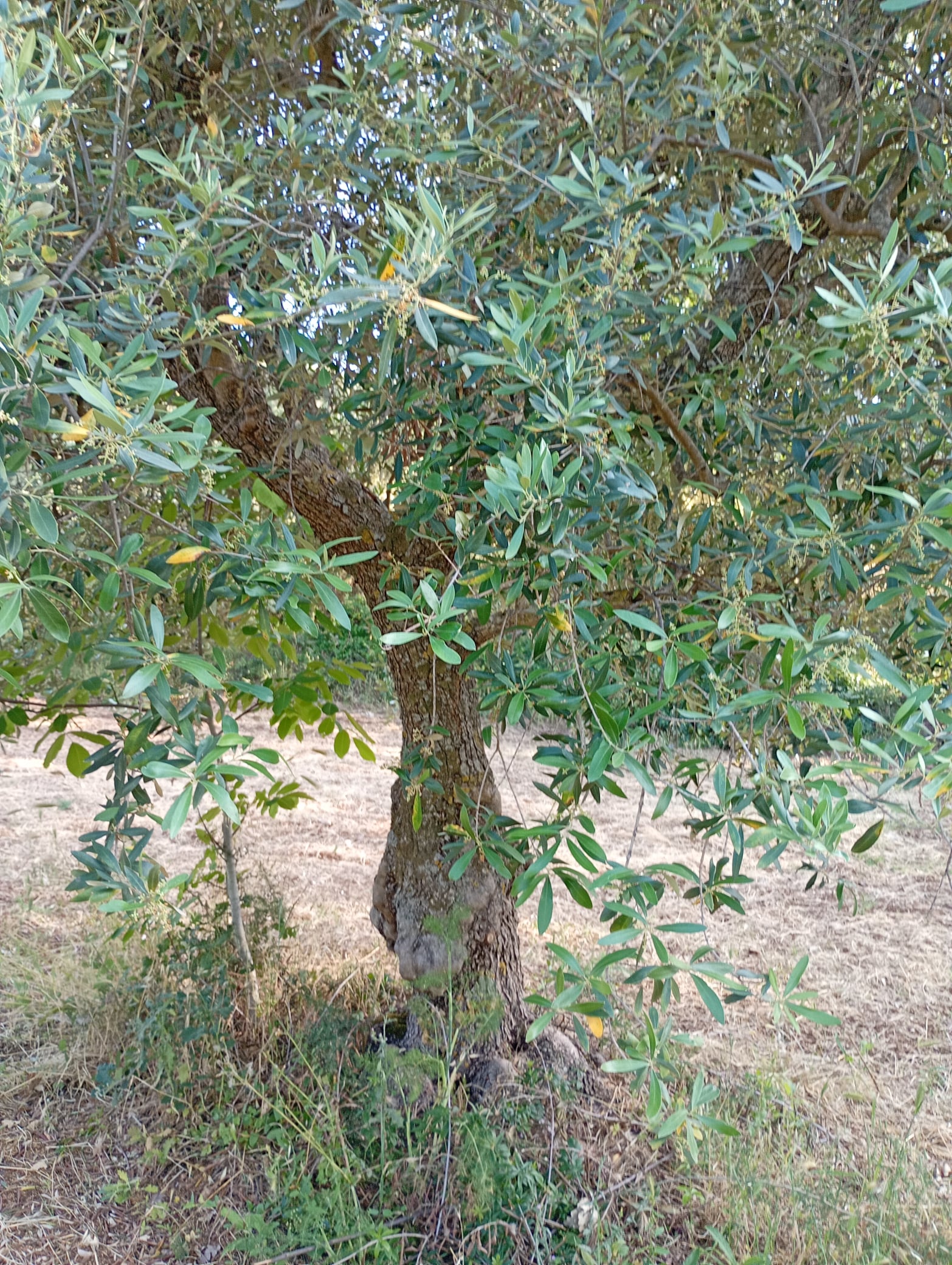 vita-olio Kalabrien