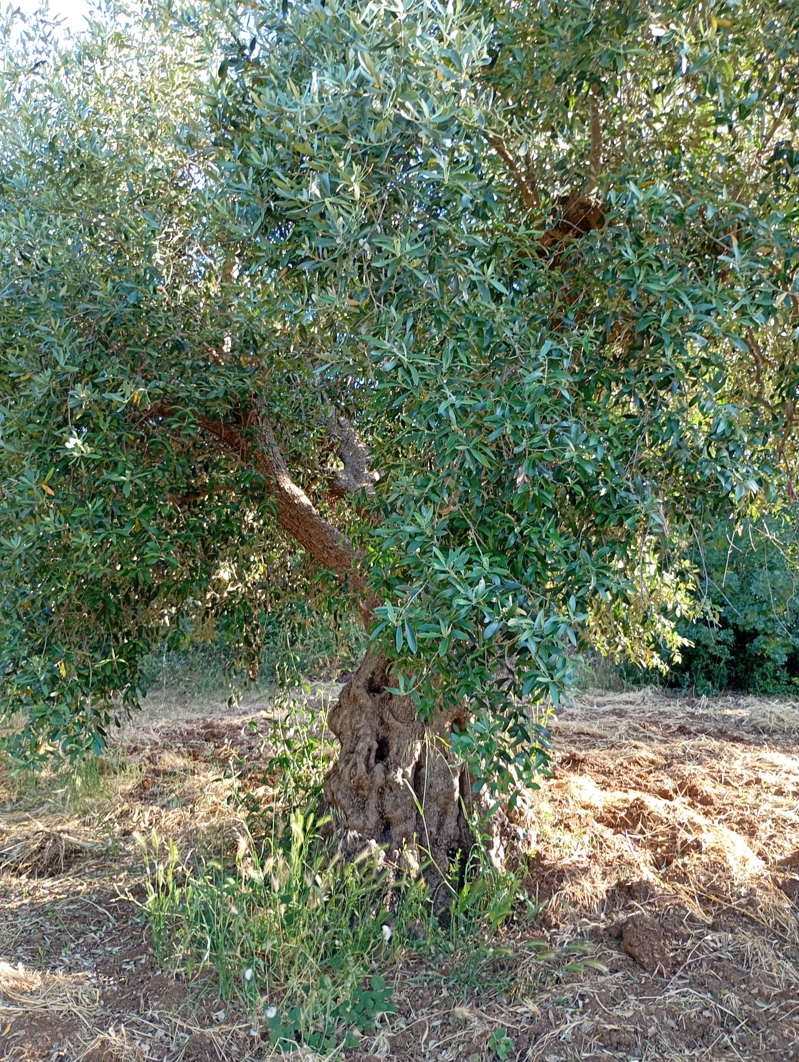 vita-olio Kalabrien