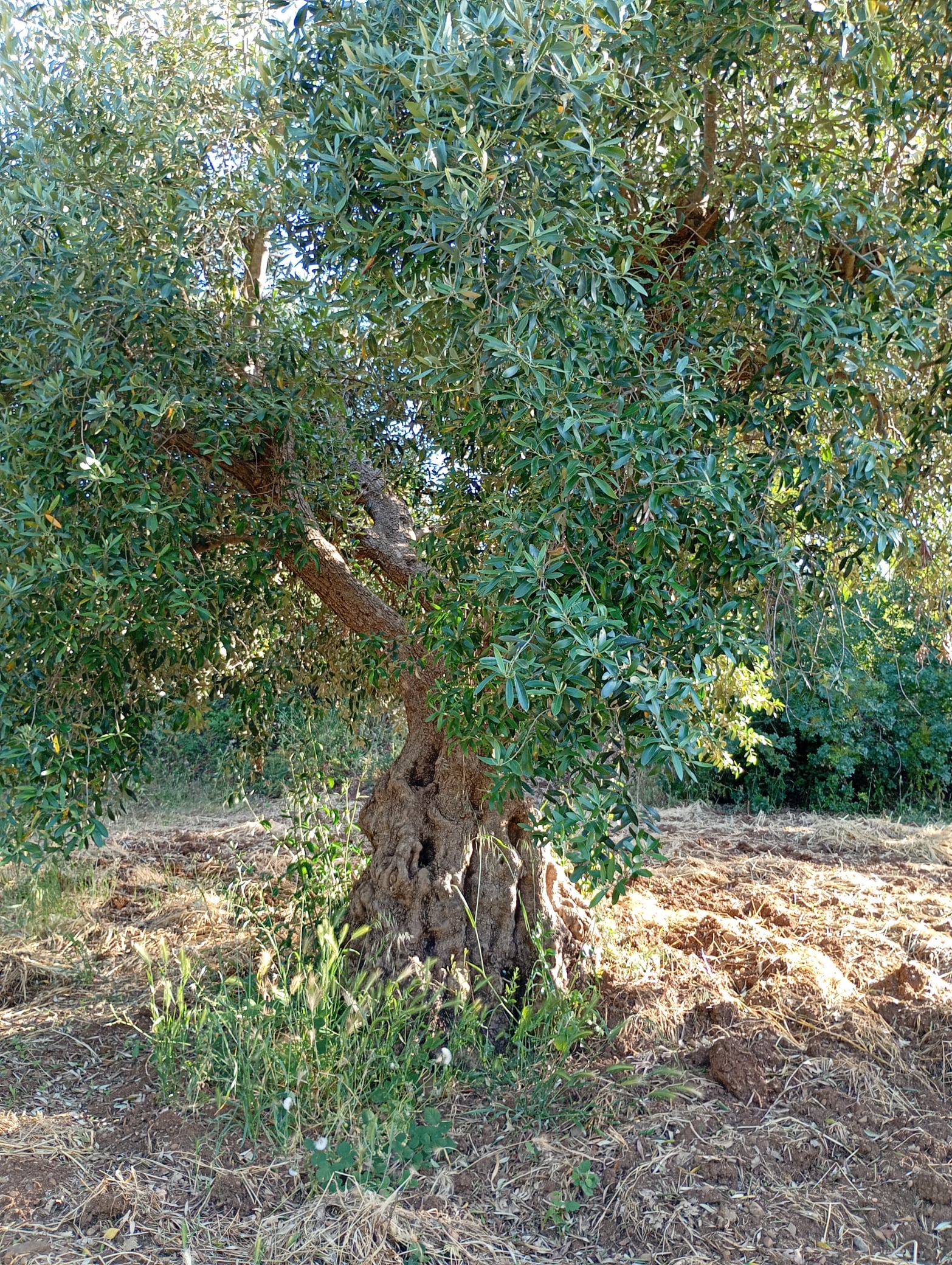 vita-olio Kalabrien