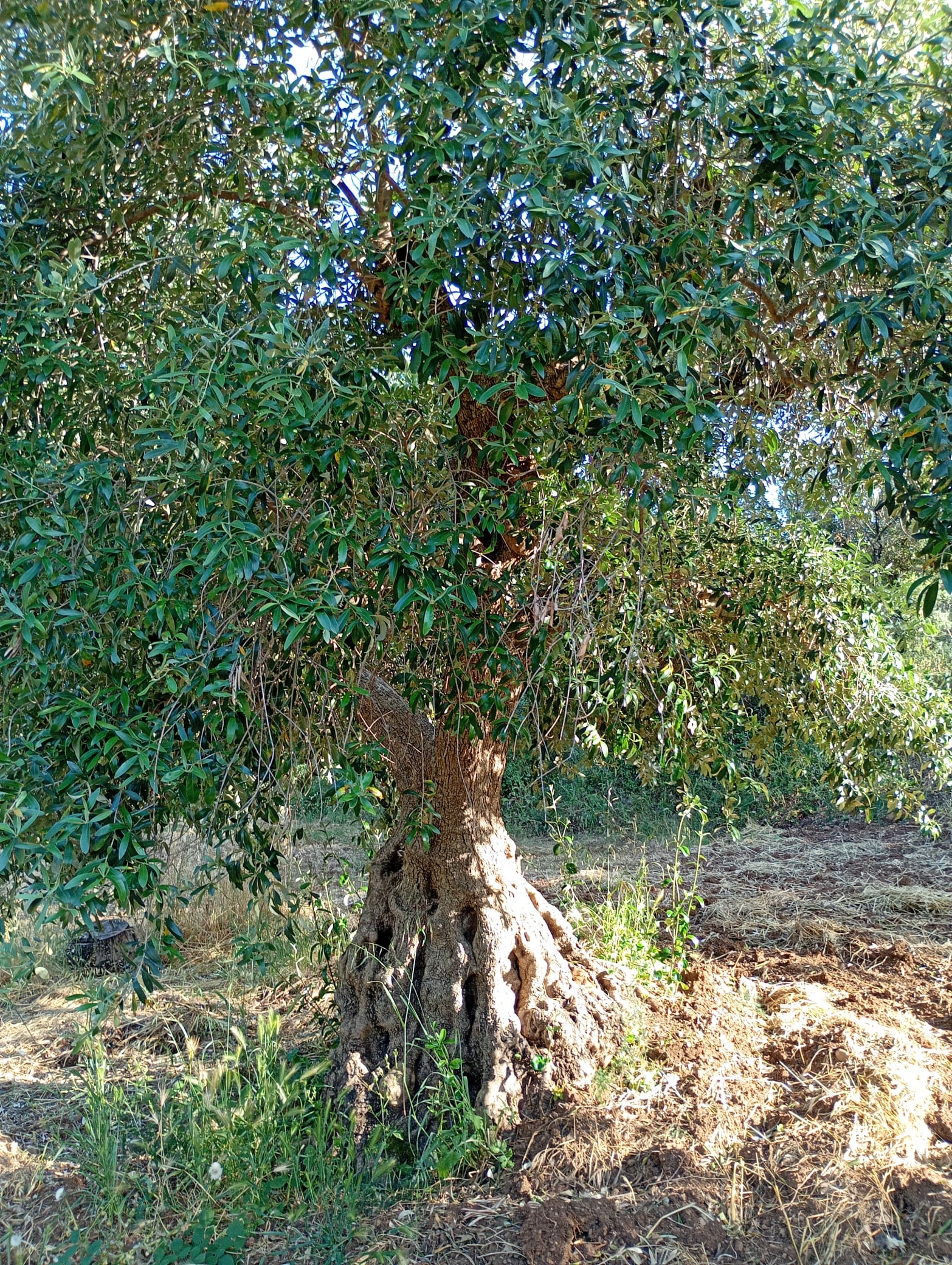 vita-olio Kalabrien
