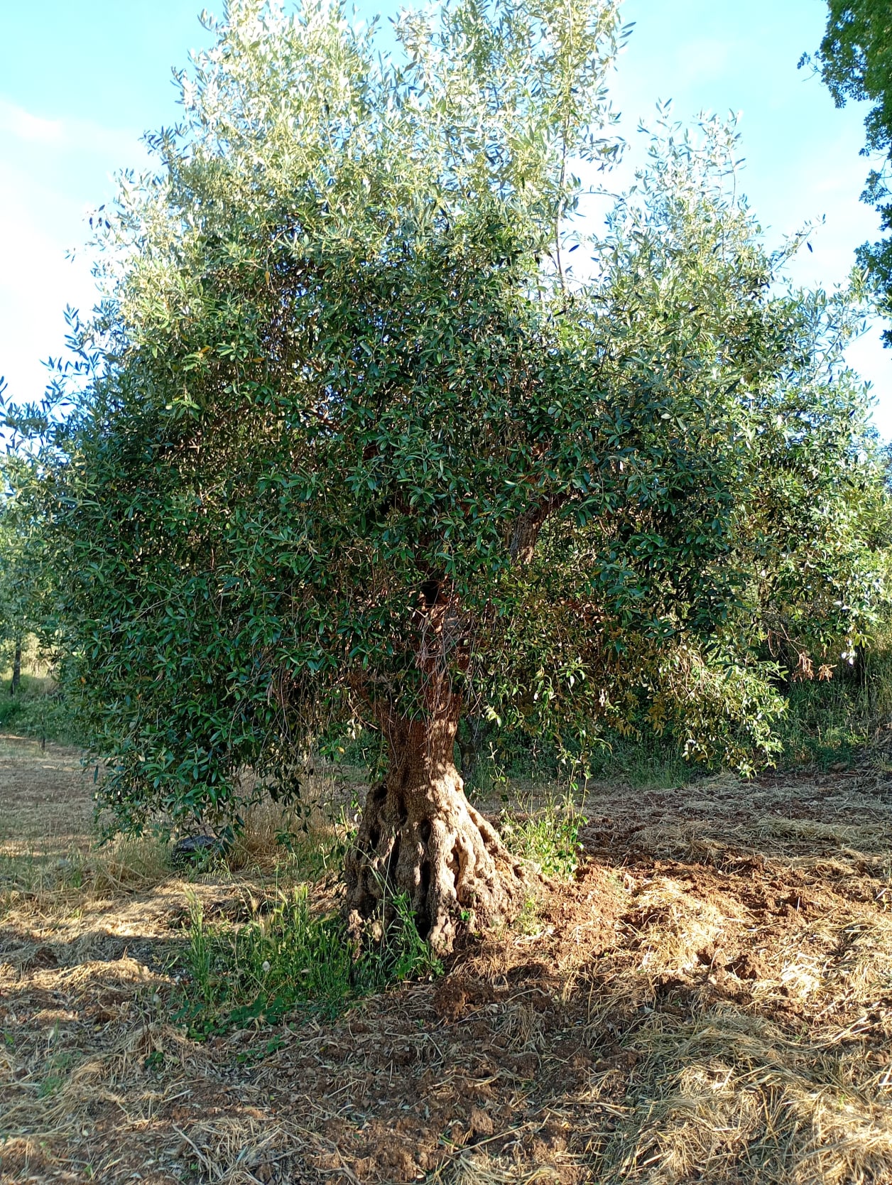 vita-olio Kalabrien