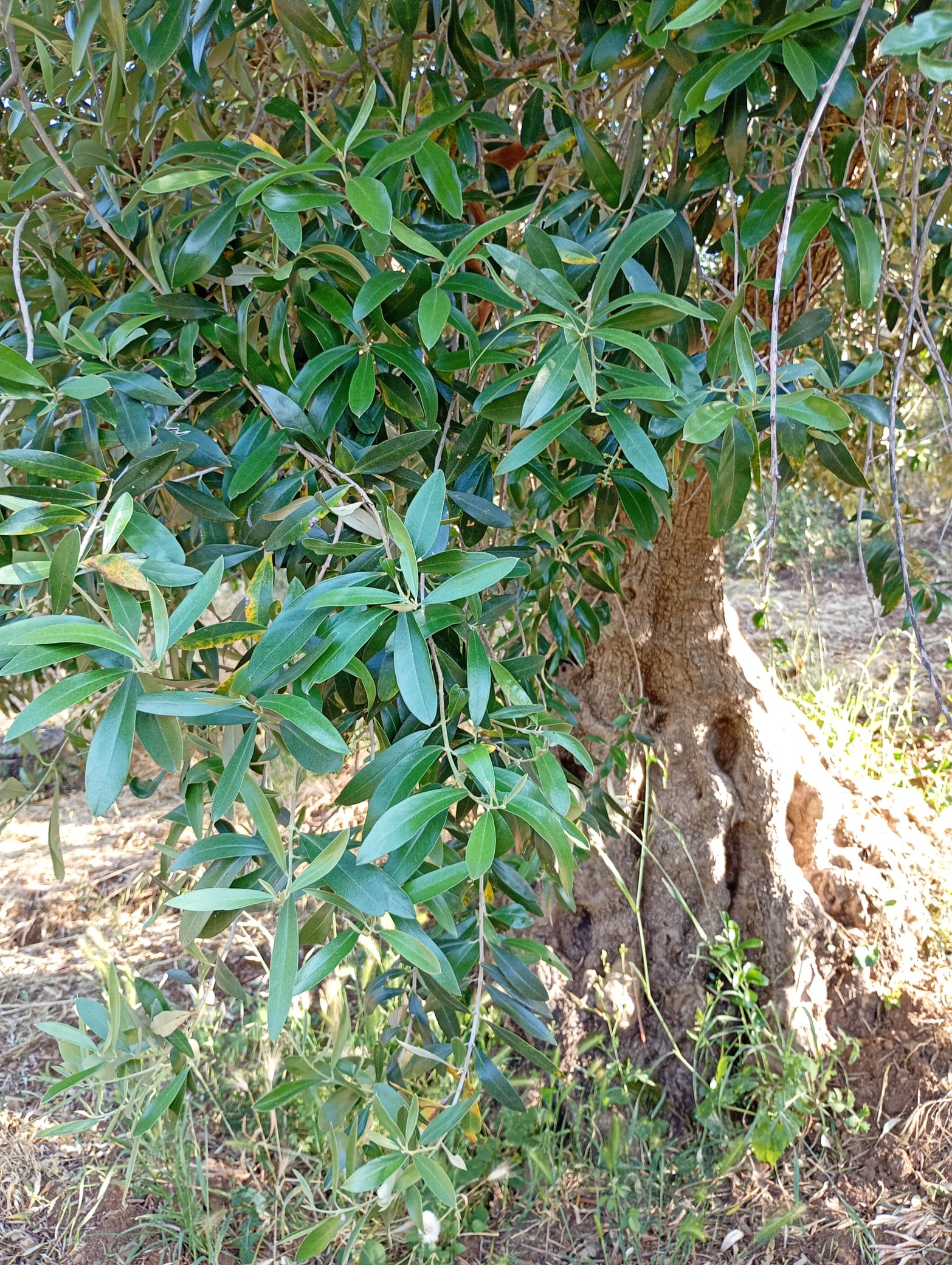 vita-olio Kalabrien