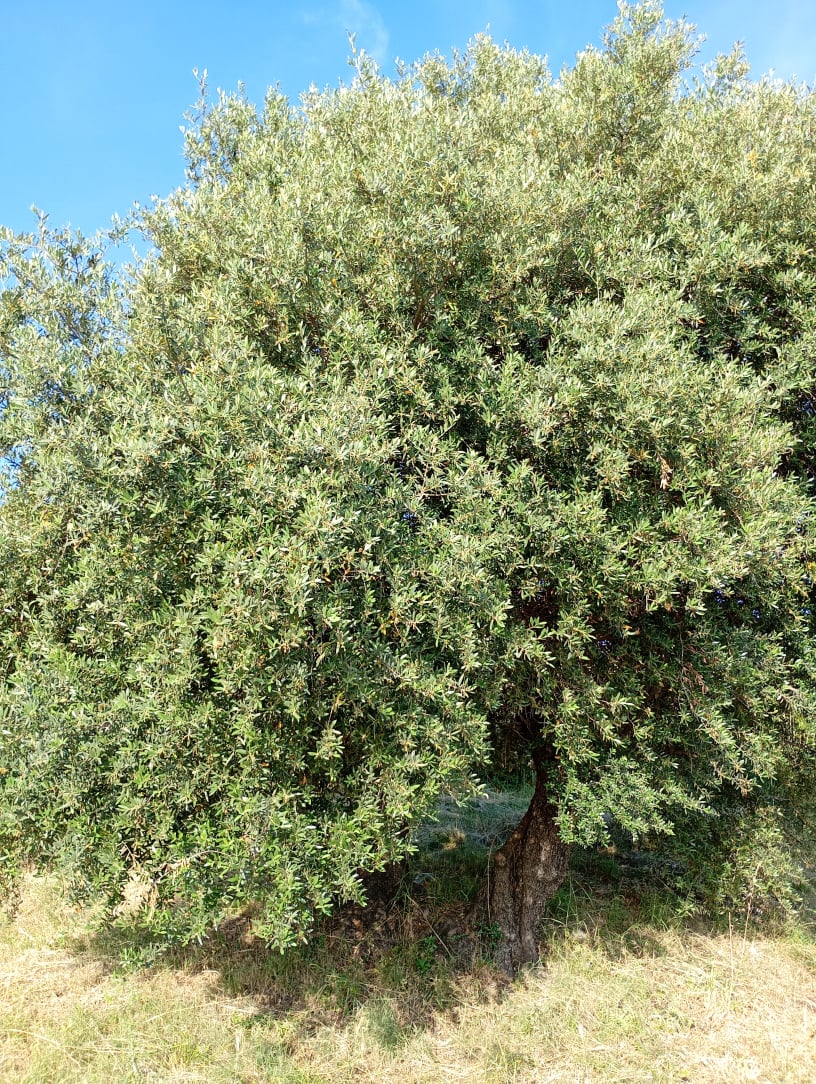 vita-olio Kalabrien