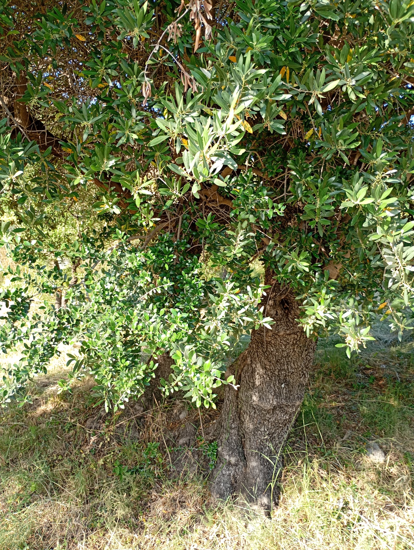 vita-olio Kalabrien