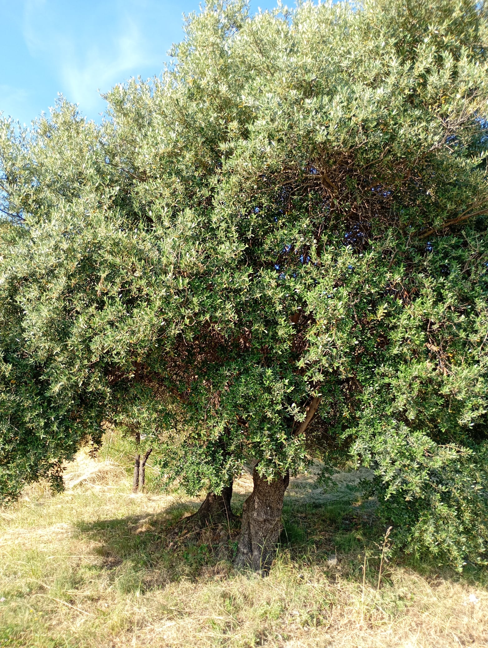 vita-olio Kalabrien