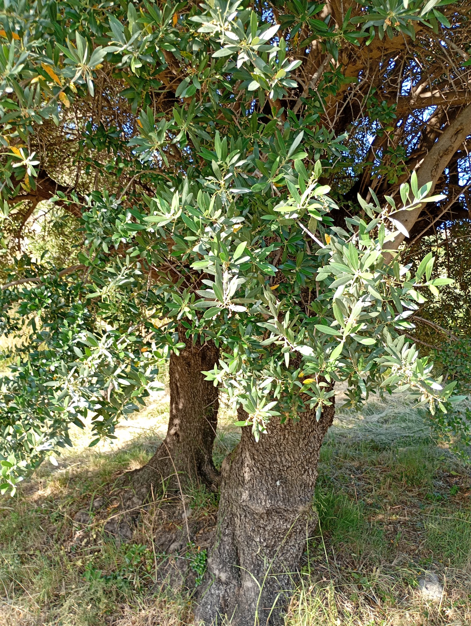 vita-olio Kalabrien