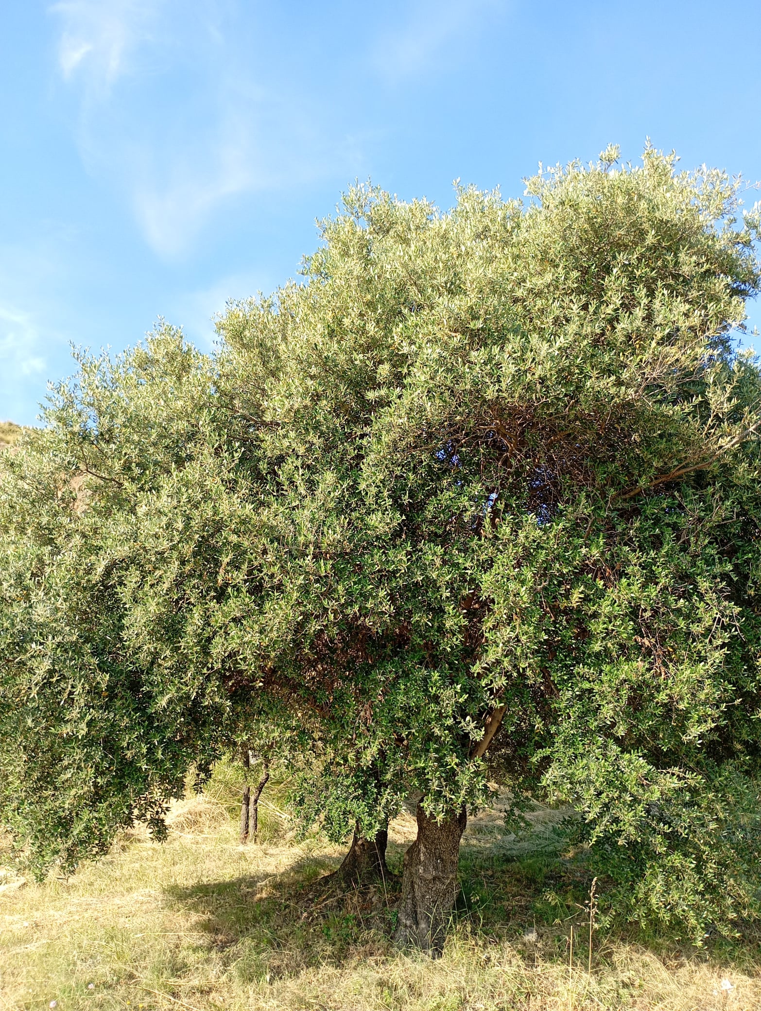 vita-olio Kalabrien