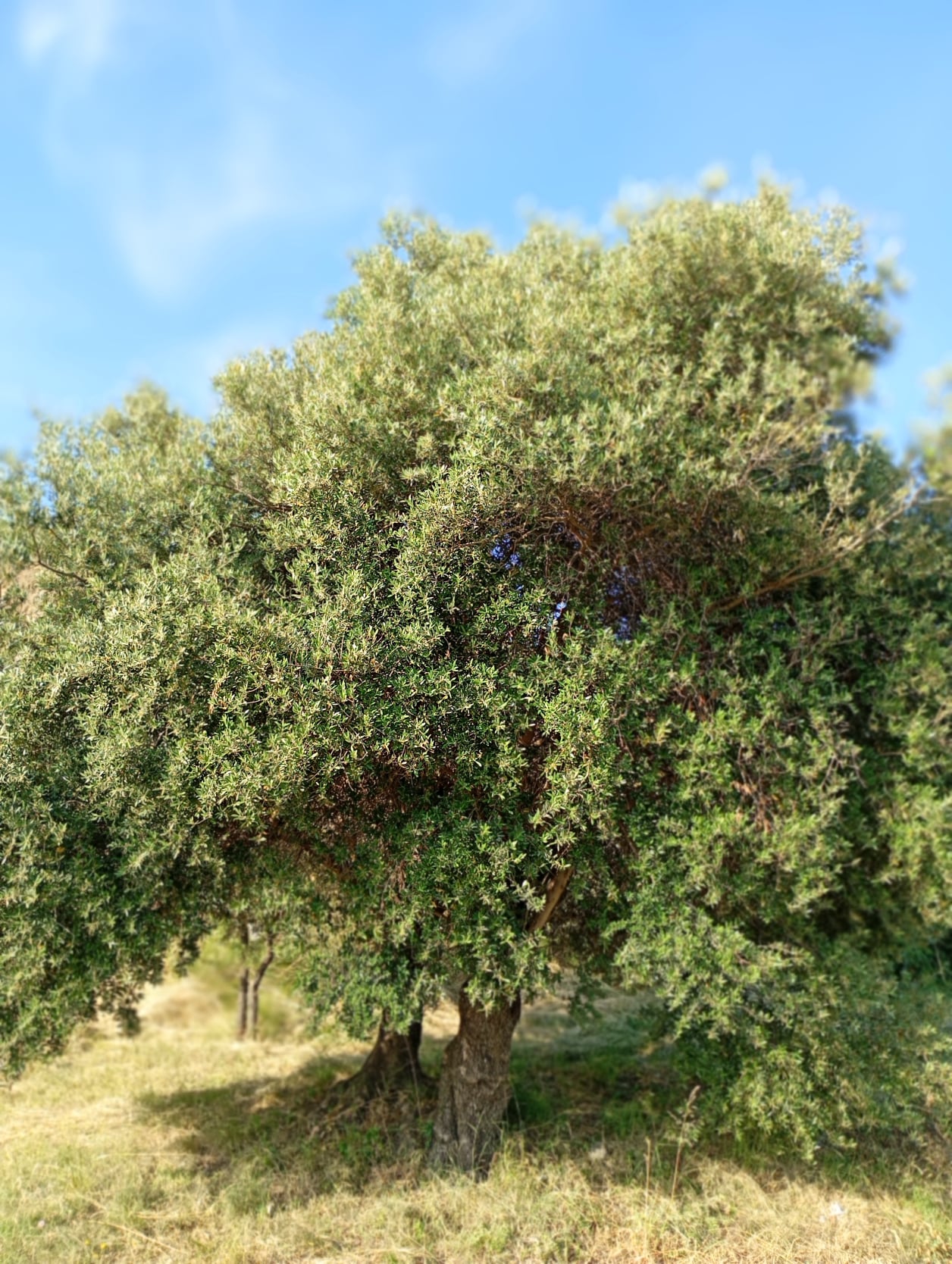 vita-olio Kalabrien