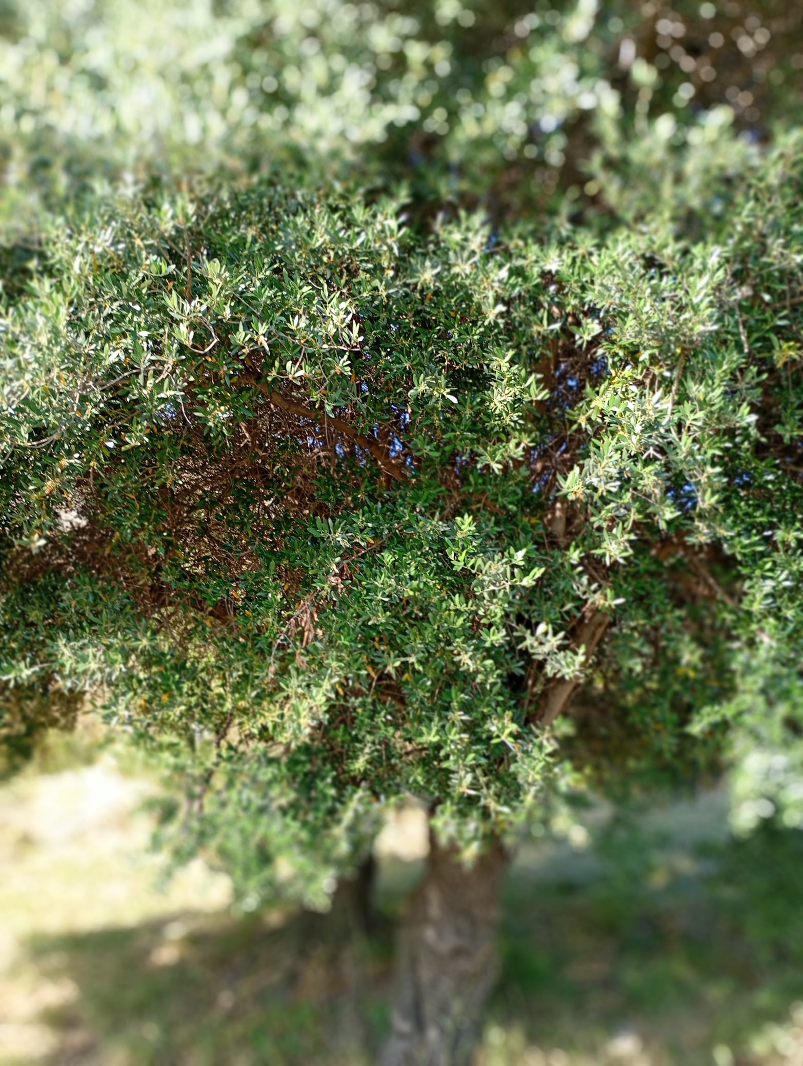 vita-olio Kalabrien