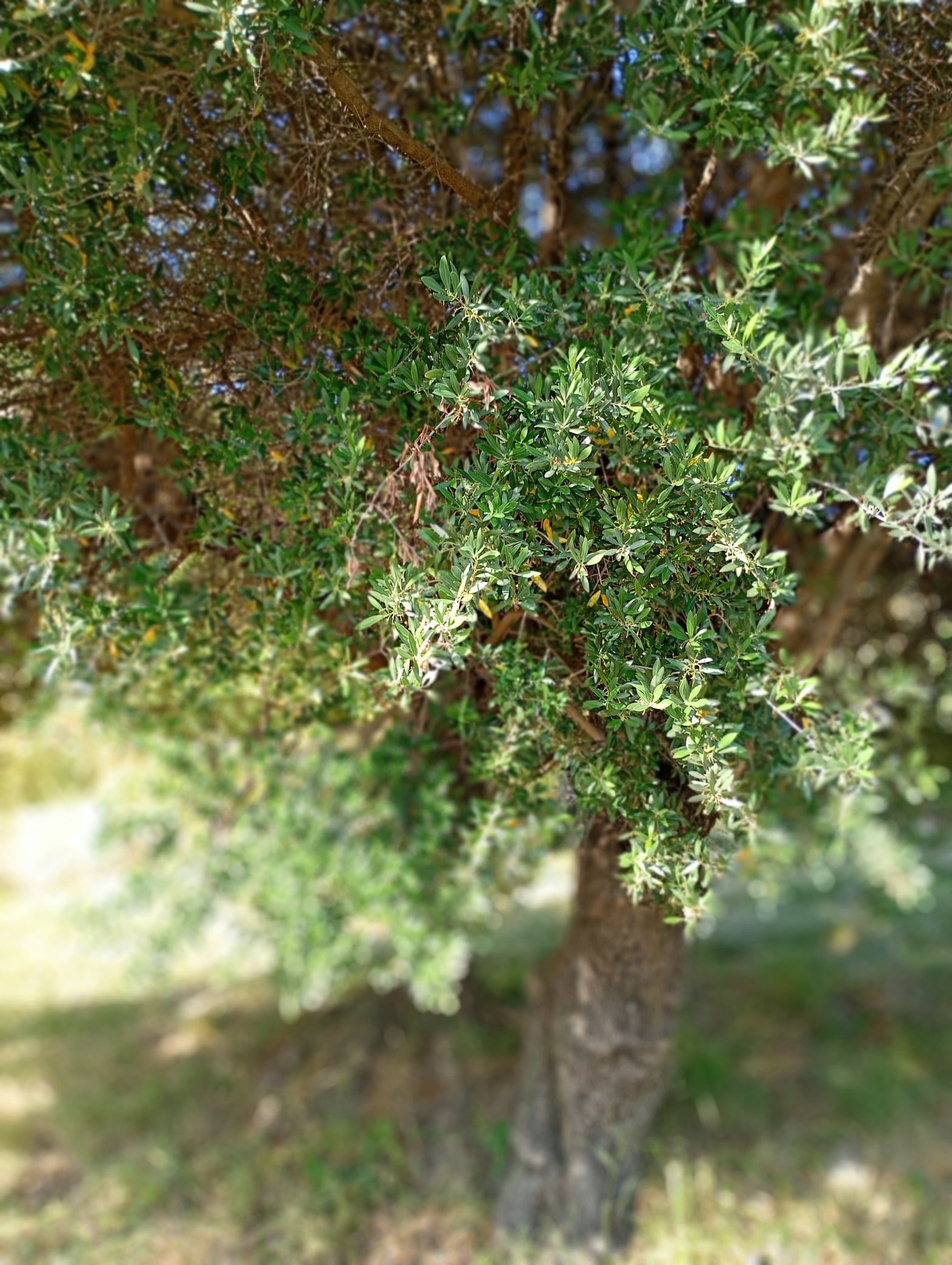 vita-olio Kalabrien