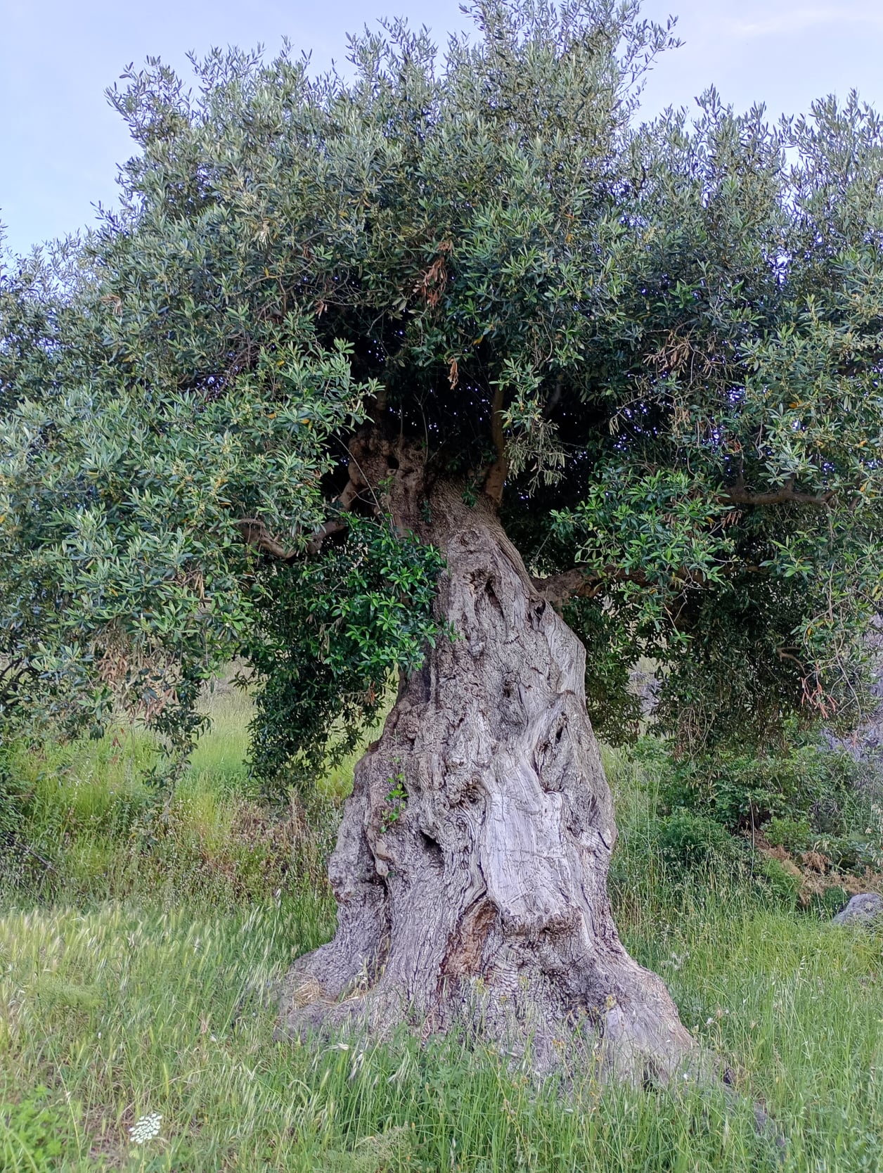 vita-olio Kalabrien