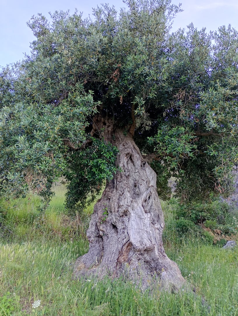 vita-olio Kalabrien