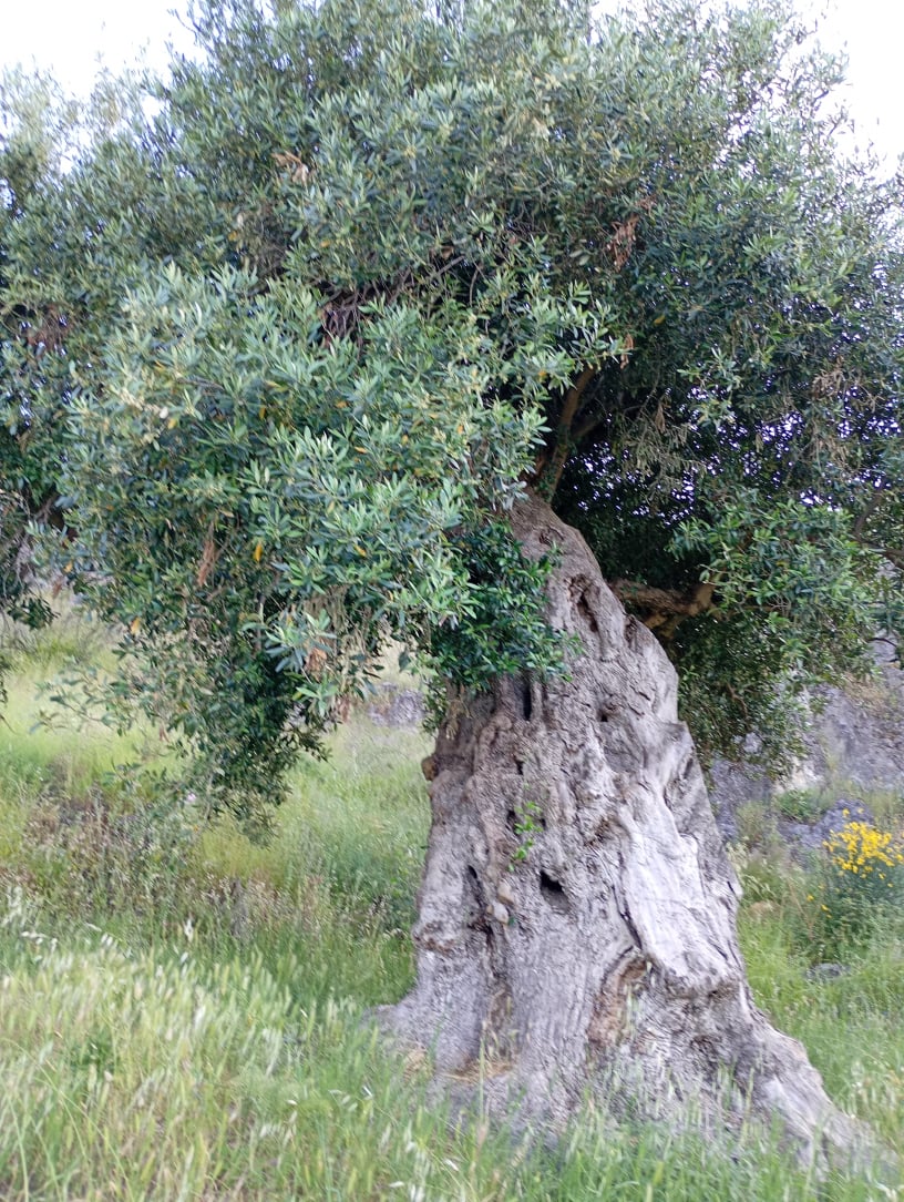 vita-olio Kalabrien
