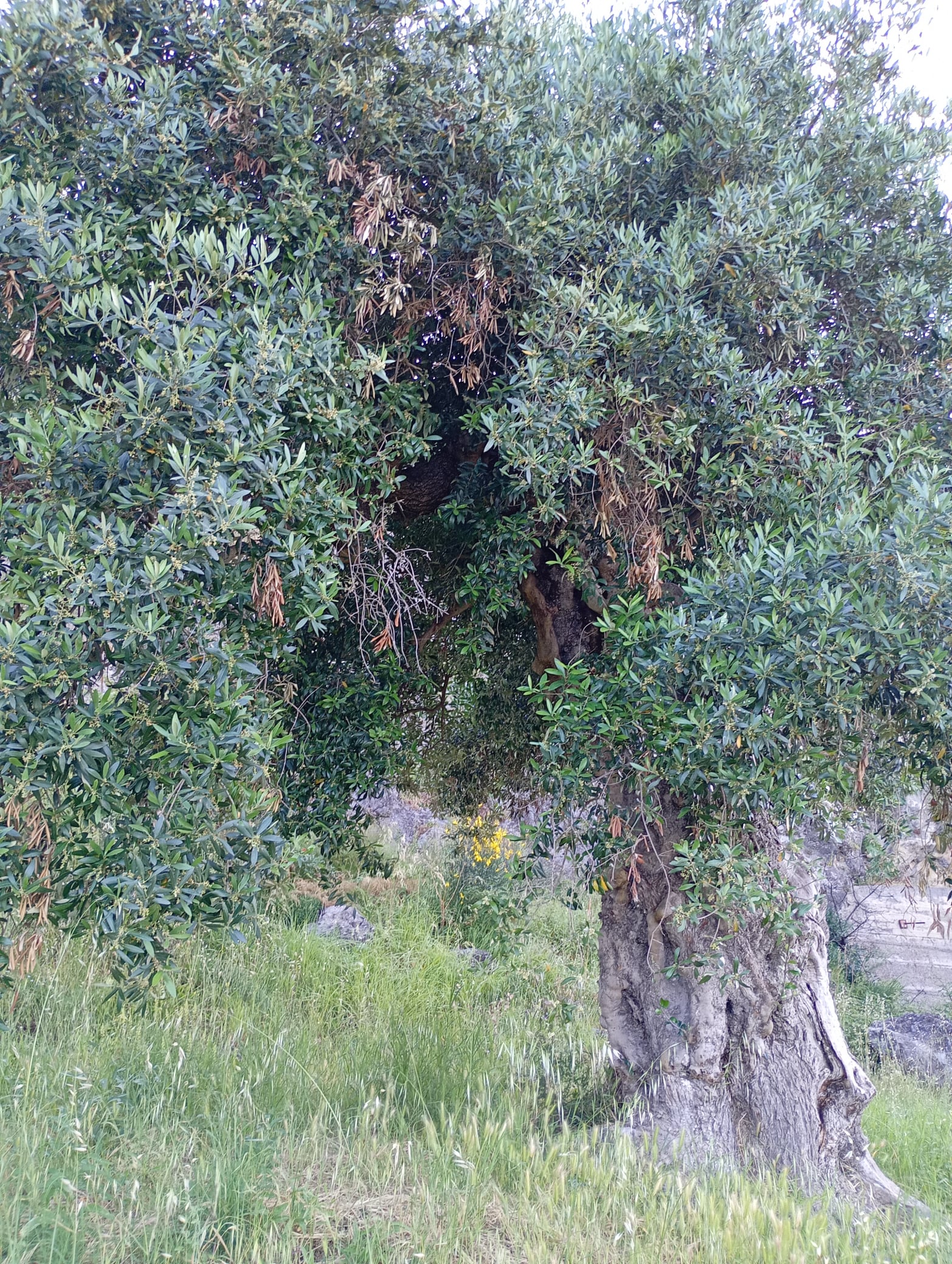 vita-olio Kalabrien