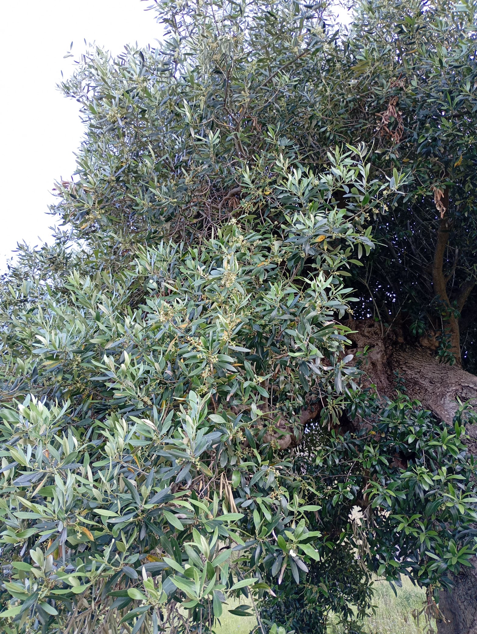 vita-olio Kalabrien