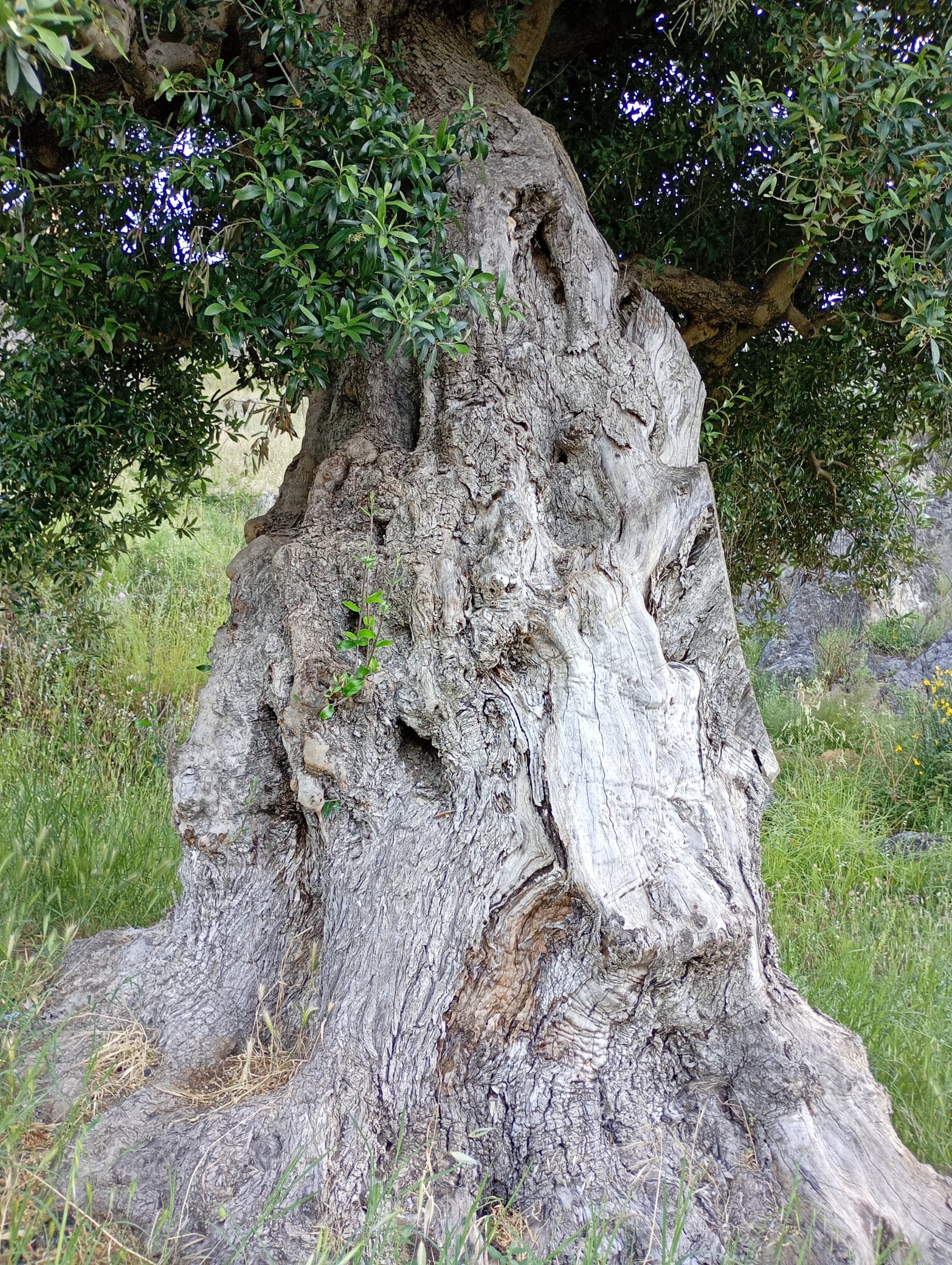 vita-olio Kalabrien