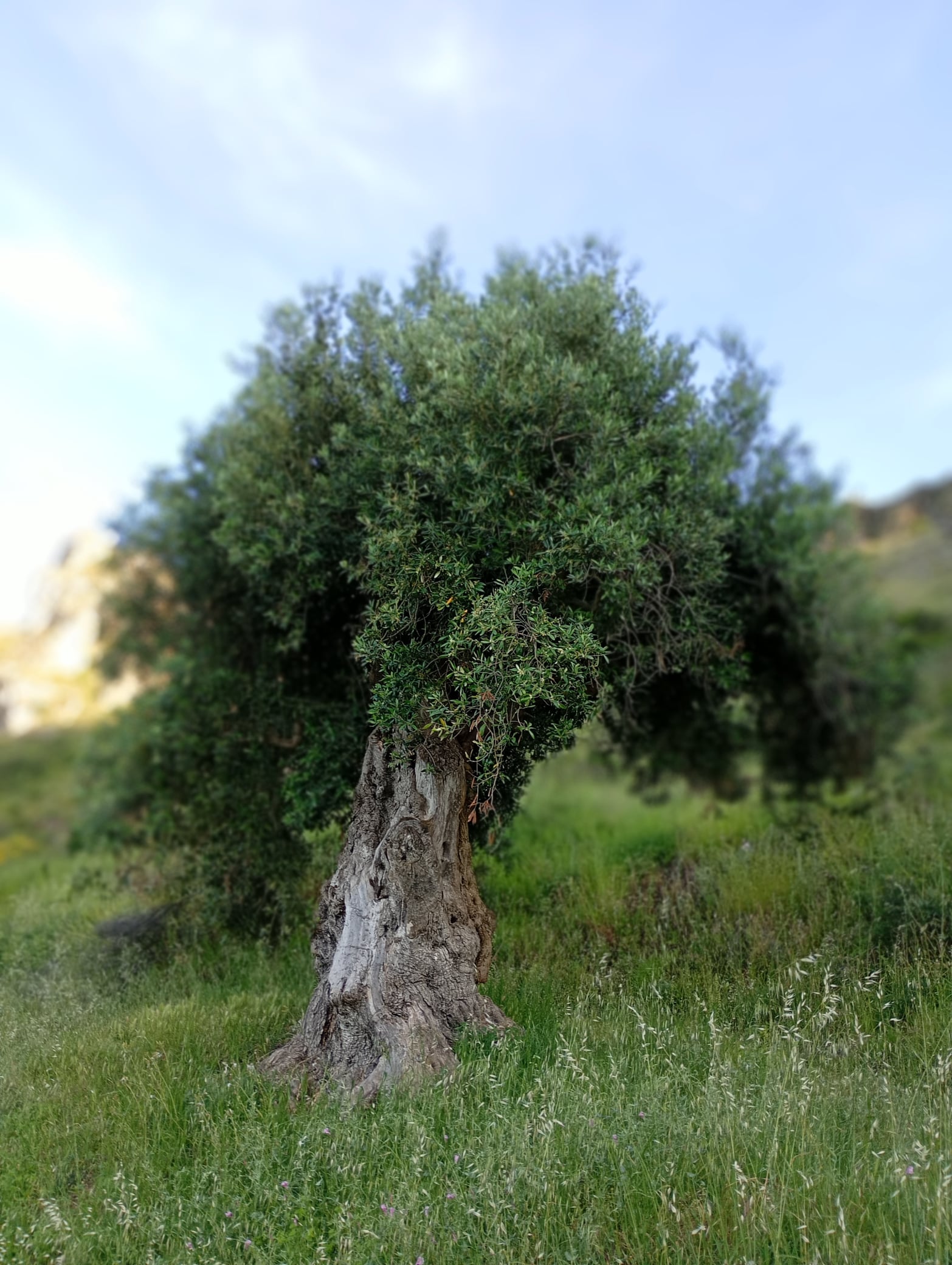 vita-olio Kalabrien