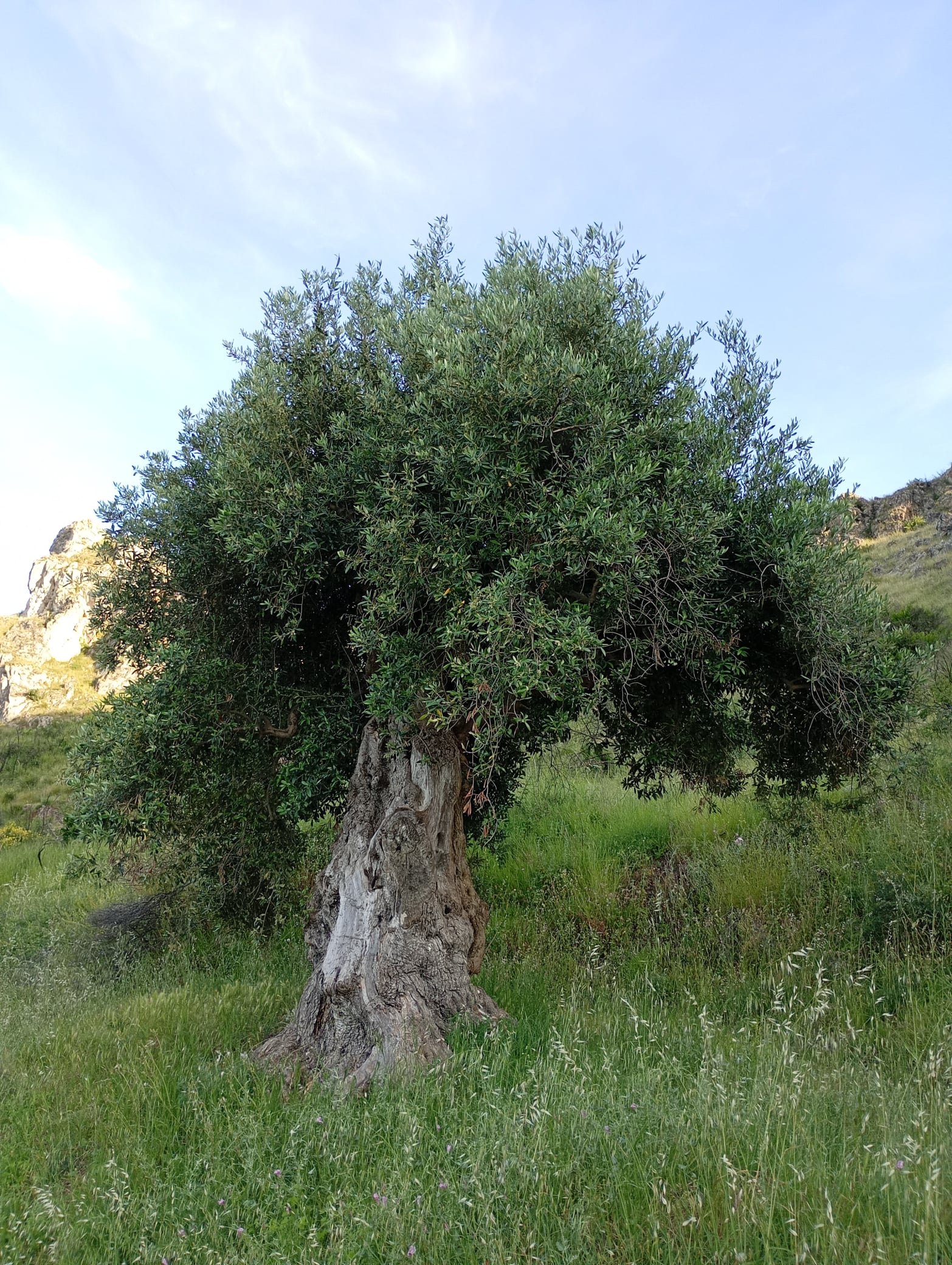 vita-olio Kalabrien
