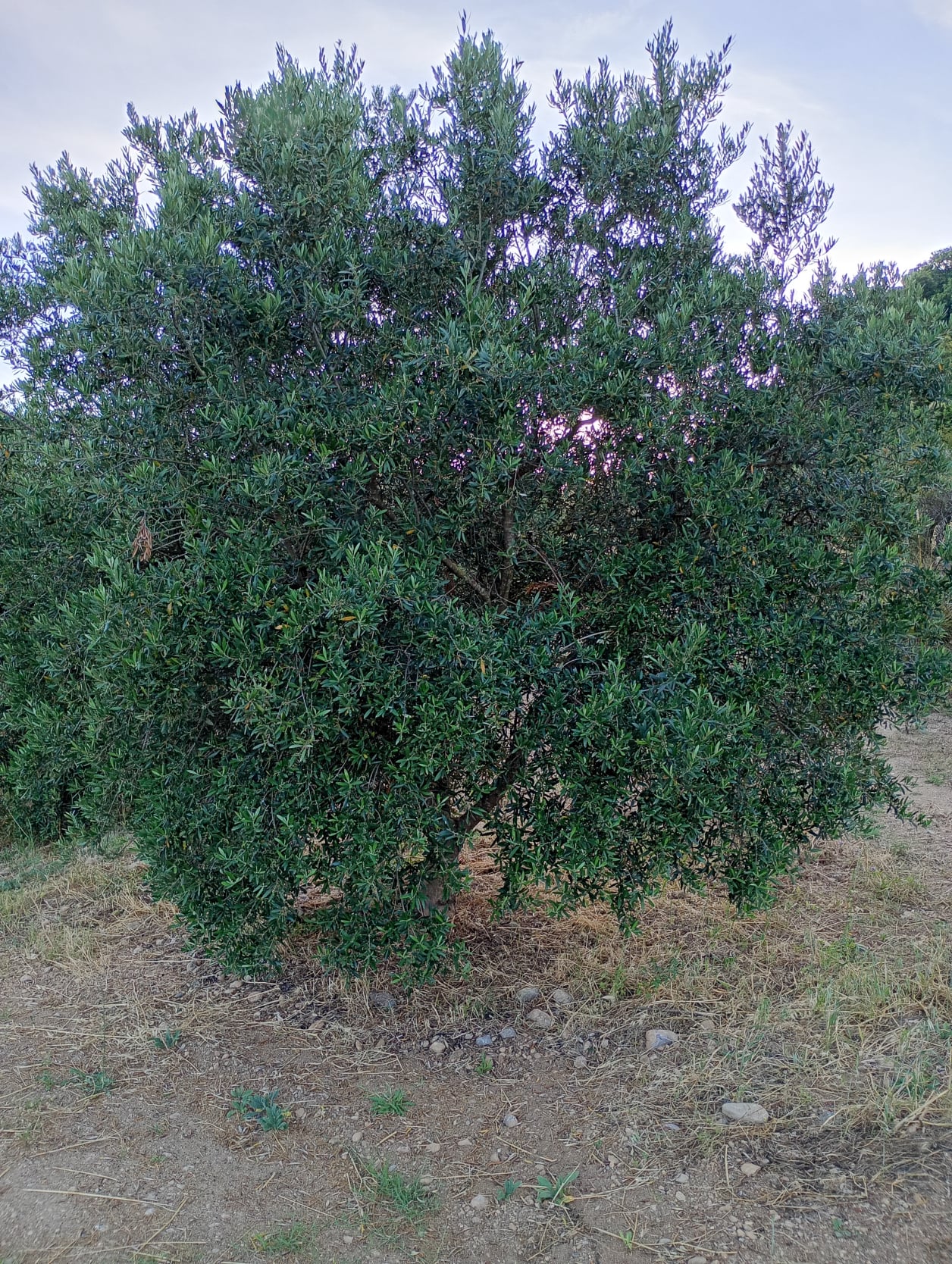 vita-olio Kalabrien