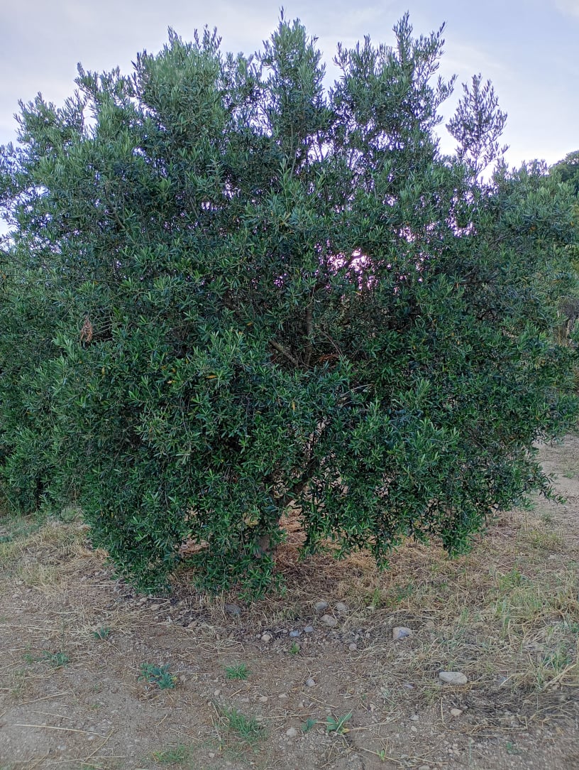 vita-olio Kalabrien