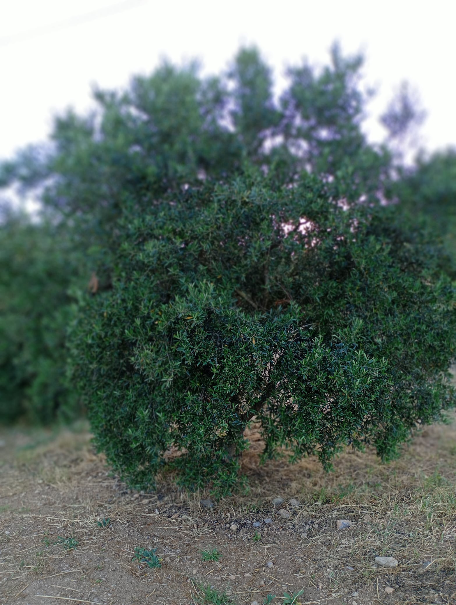vita-olio Kalabrien